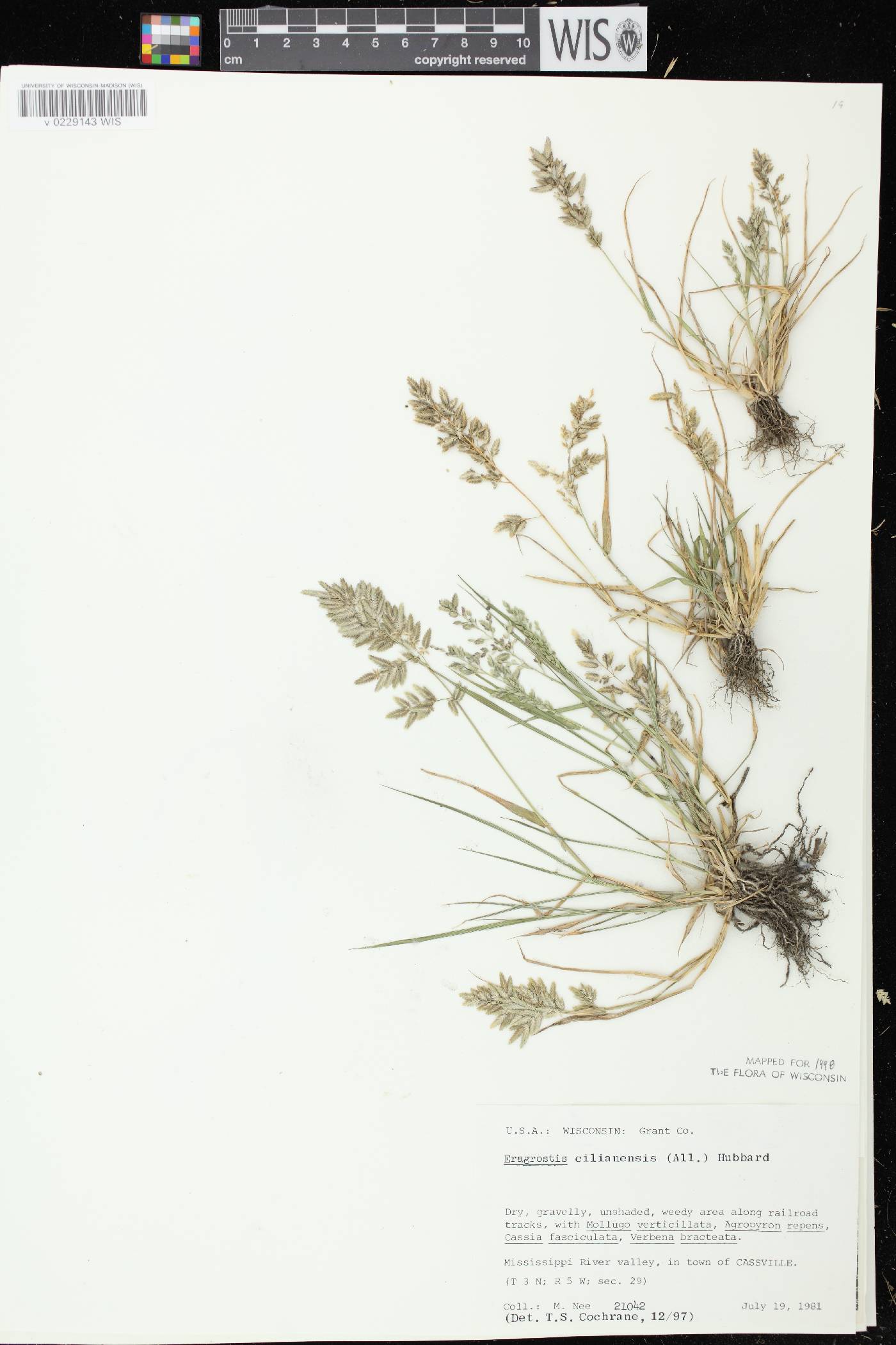 Eragrostis cilianensis image
