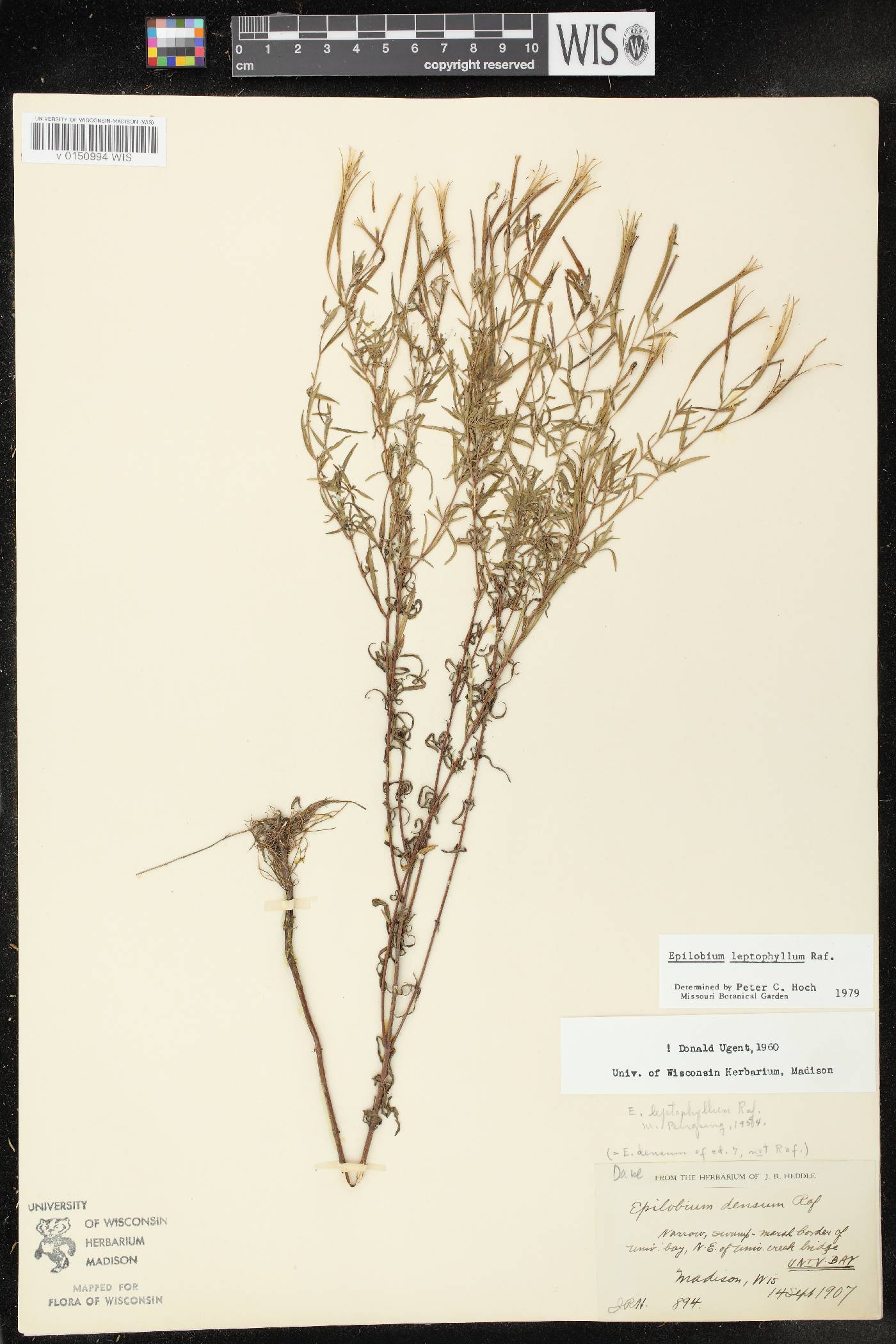Epilobium leptophyllum image
