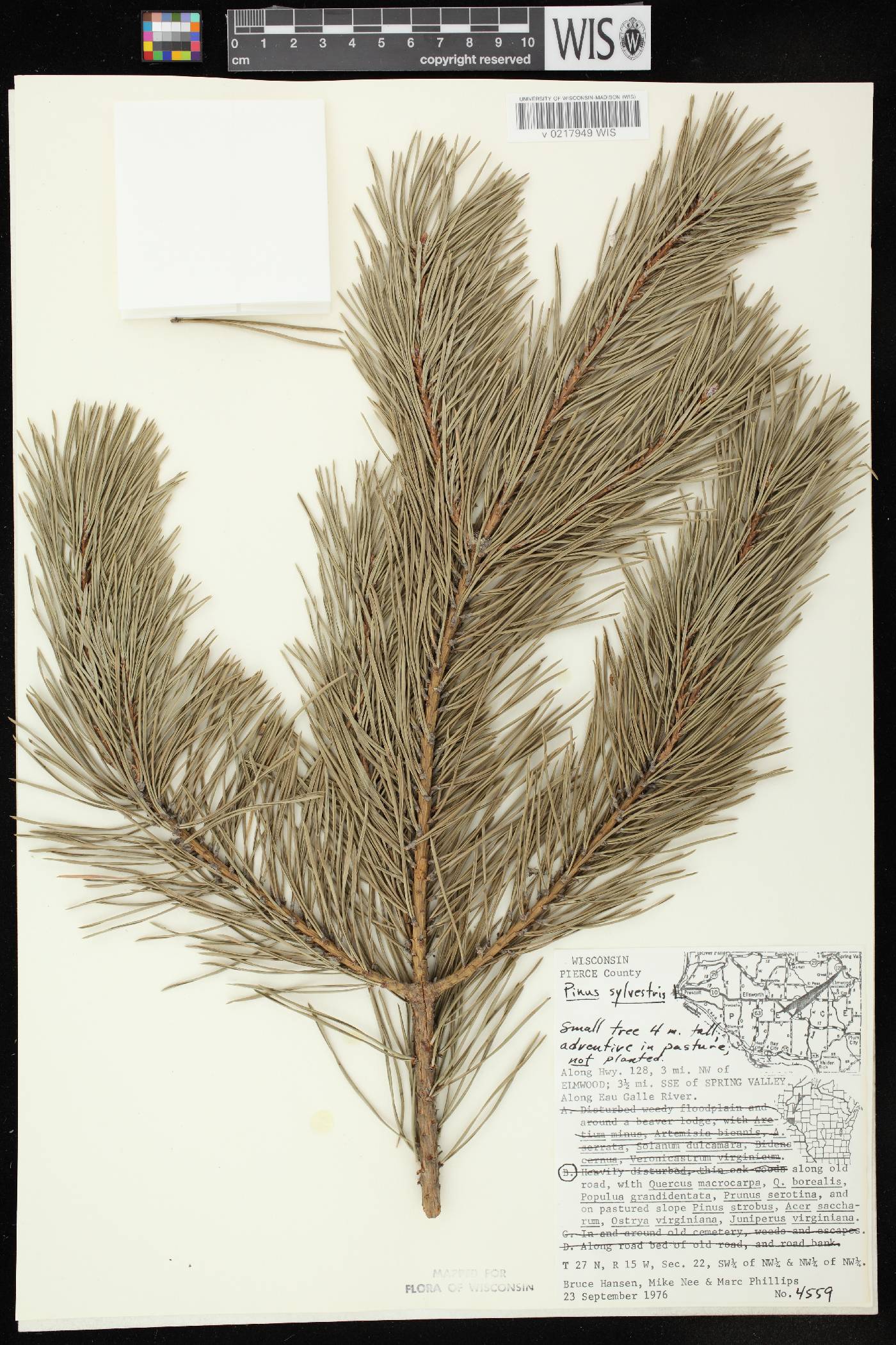 Pinus sylvestris image