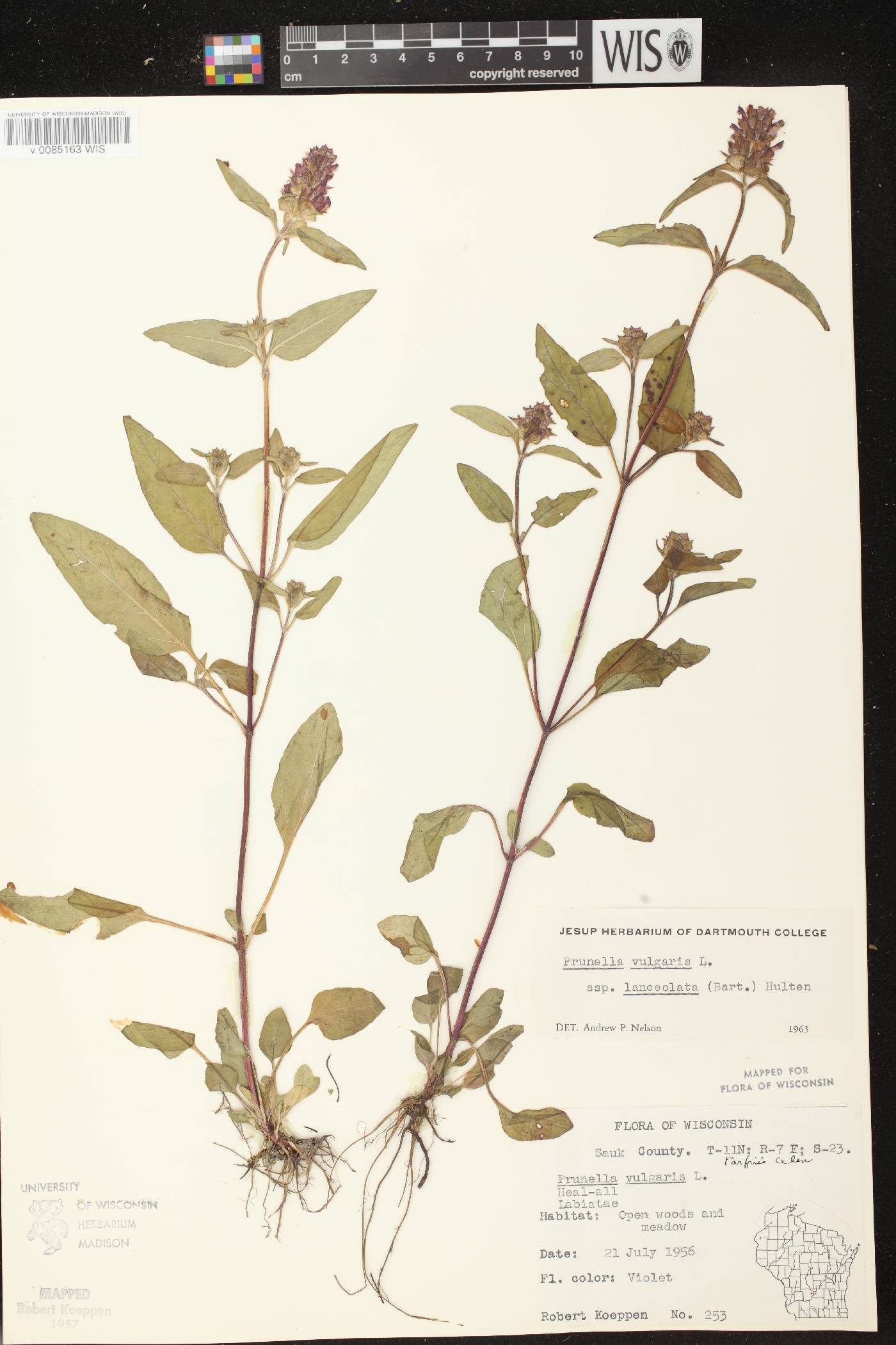 Prunella vulgaris subsp. lanceolata image