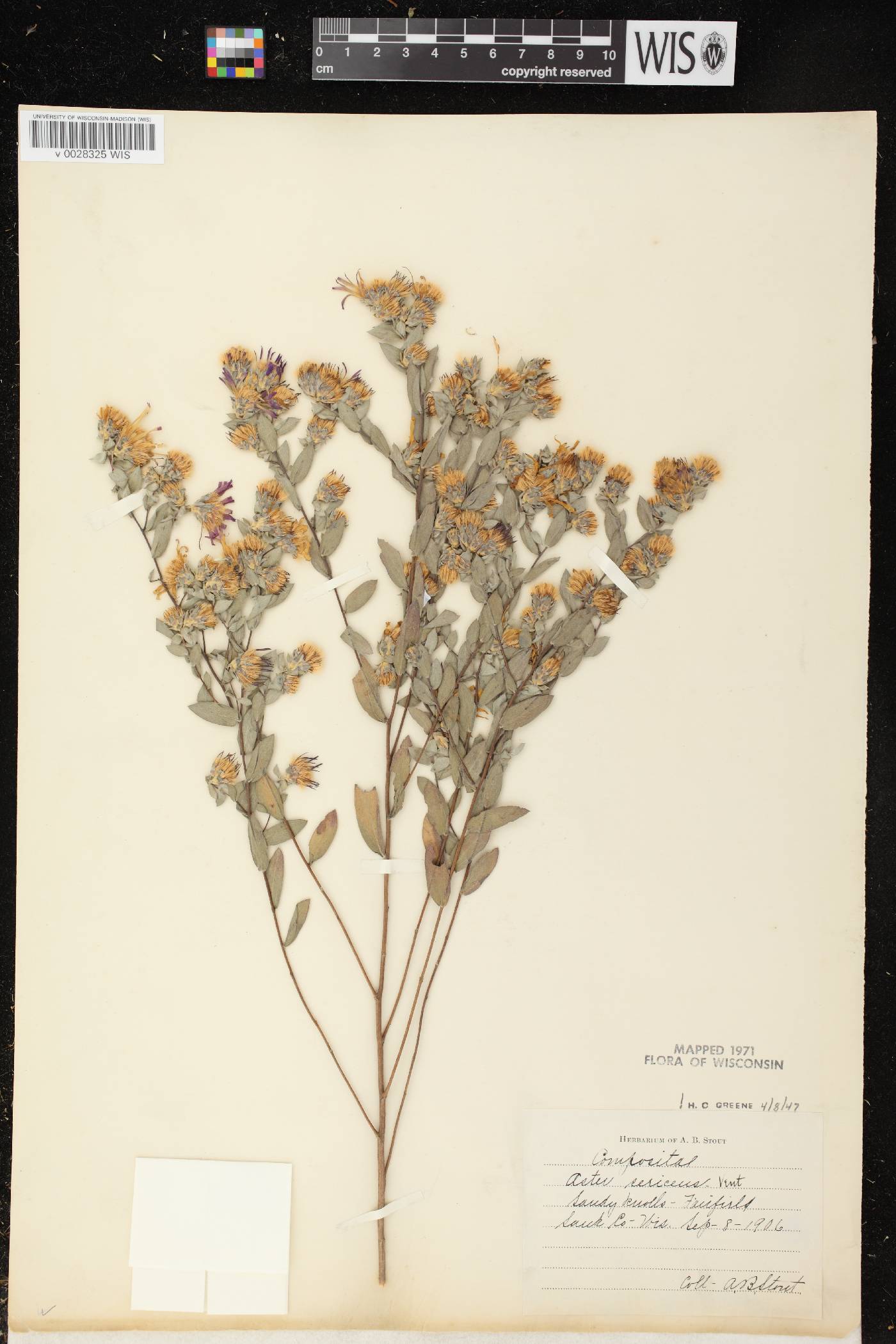Symphyotrichum sericeum image