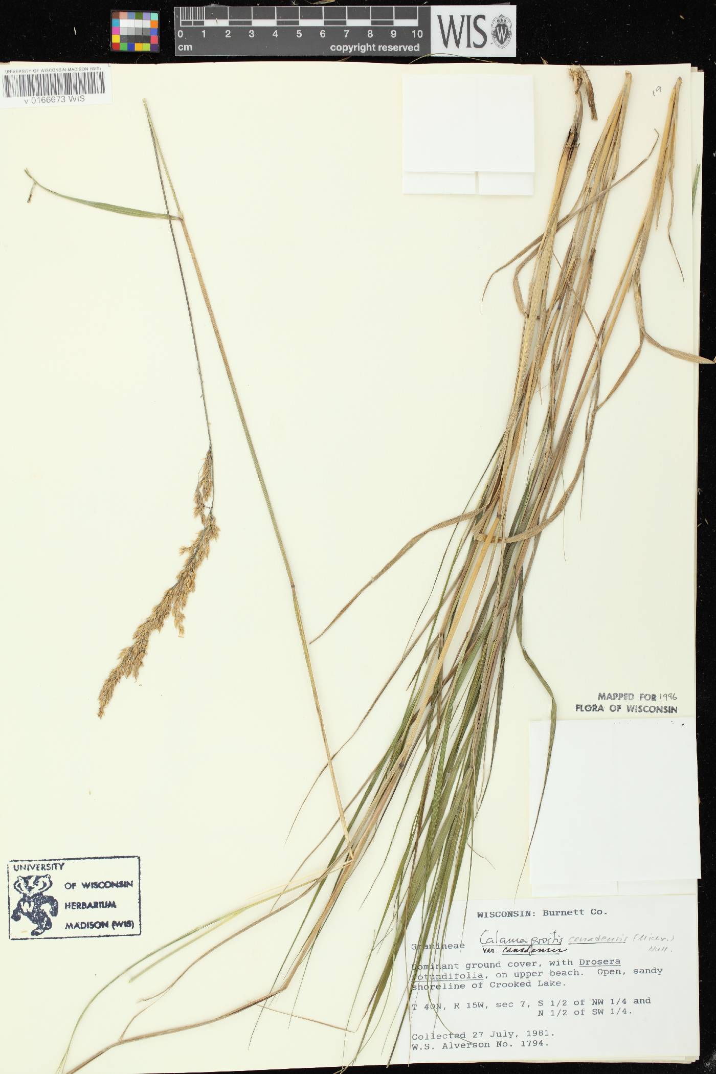 Calamagrostis canadensis var. canadensis image