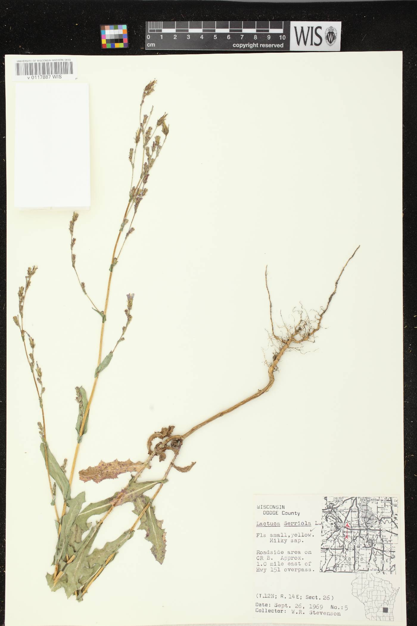 Lactuca serriola image