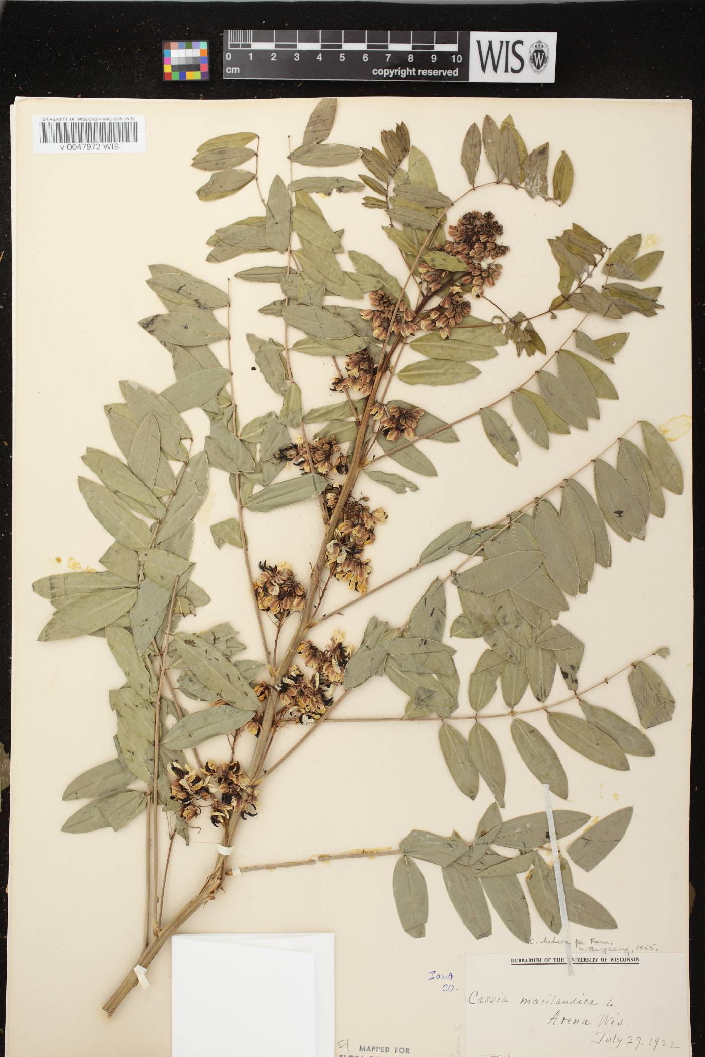 Senna hebecarpa image