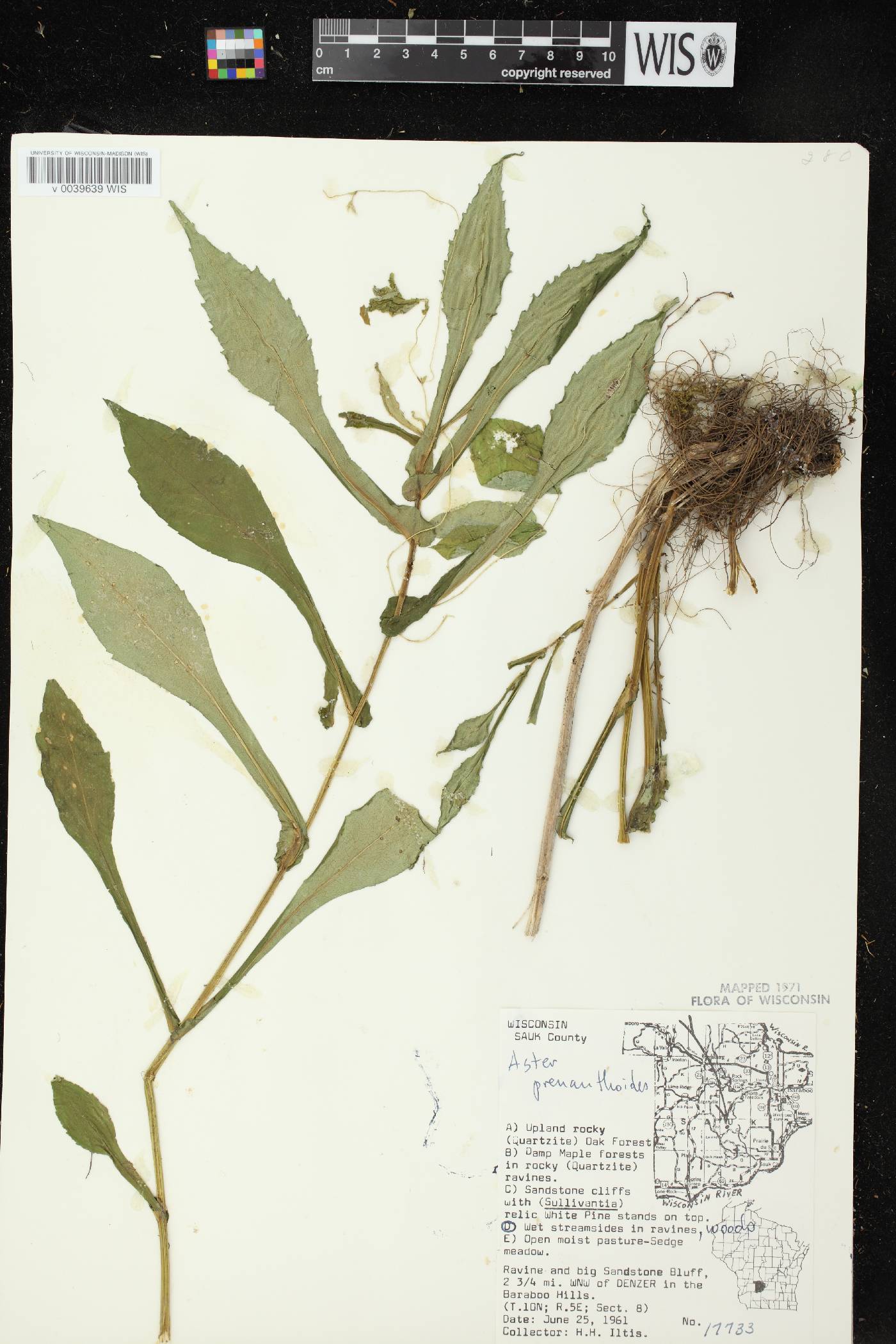 Symphyotrichum prenanthoides image