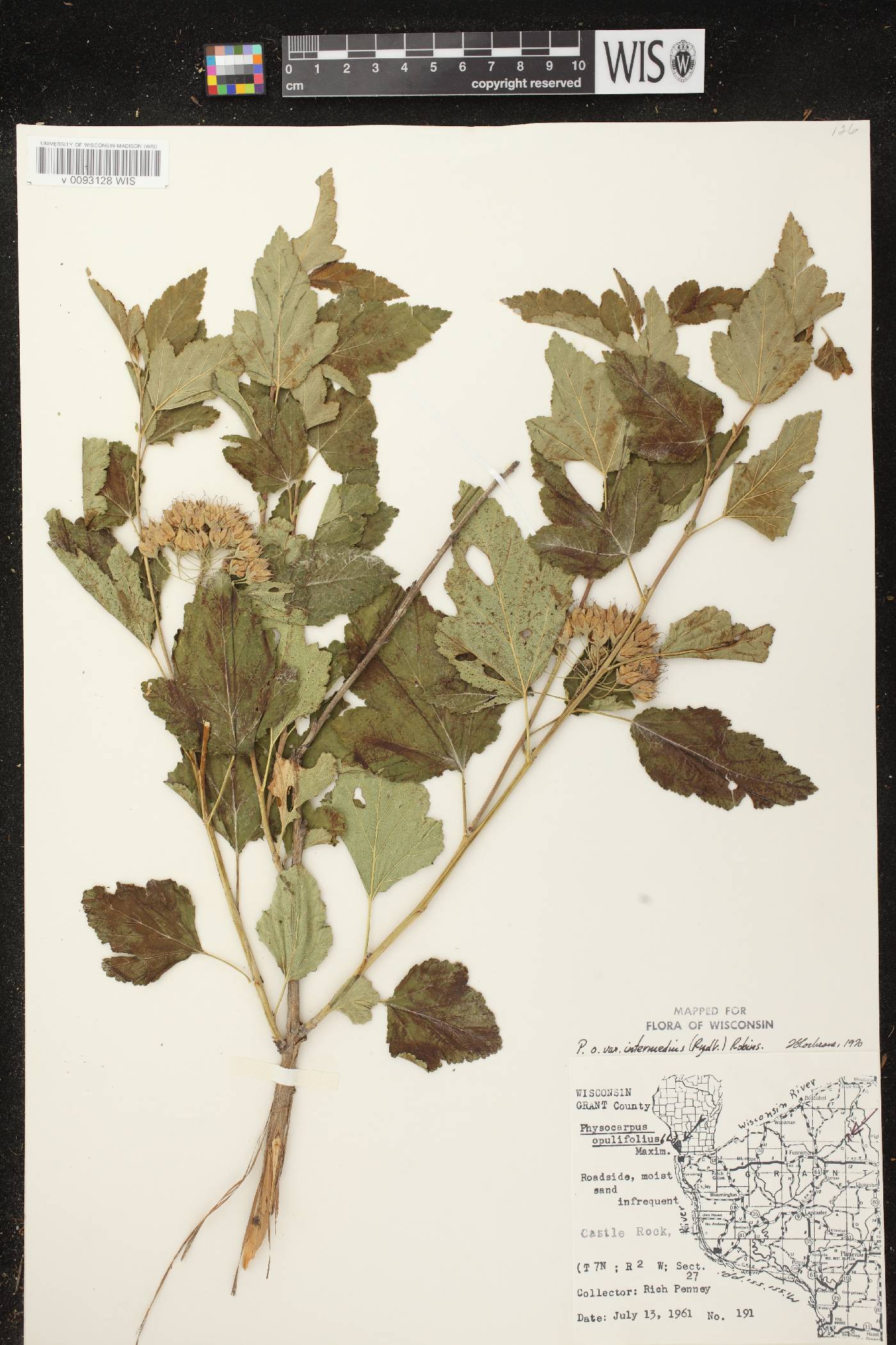 Physocarpus intermedius image