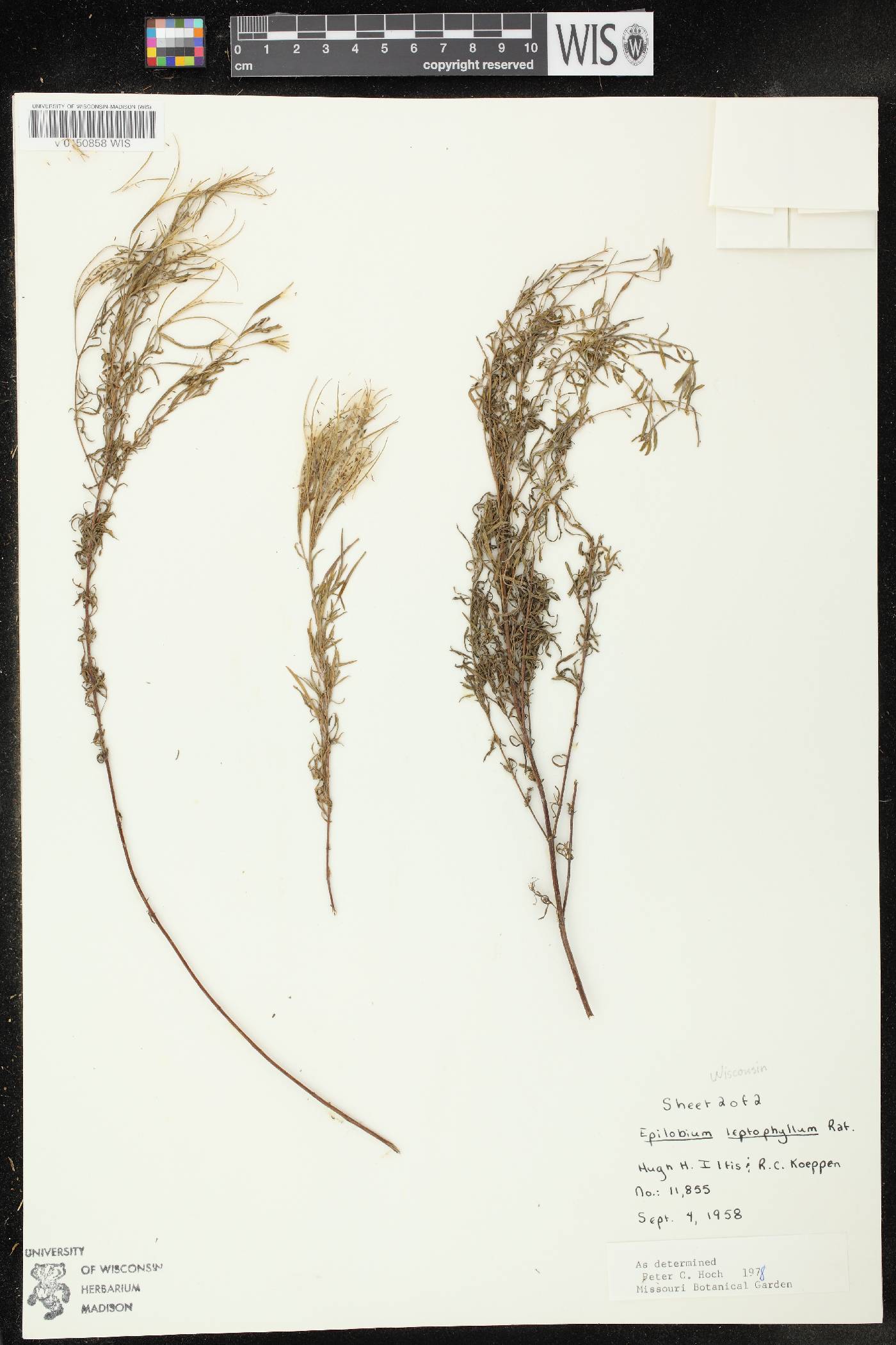 Epilobium leptophyllum image