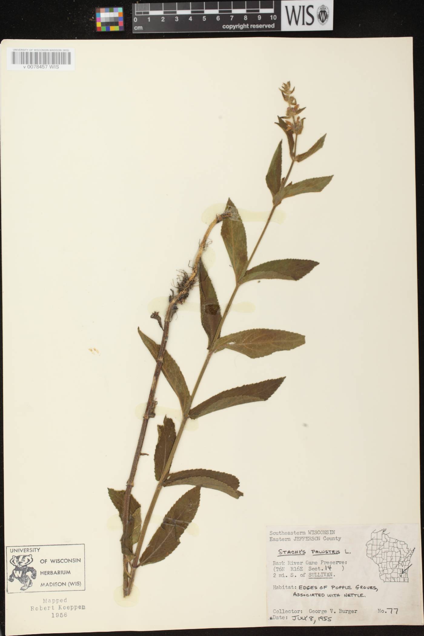 Stachys palustris image