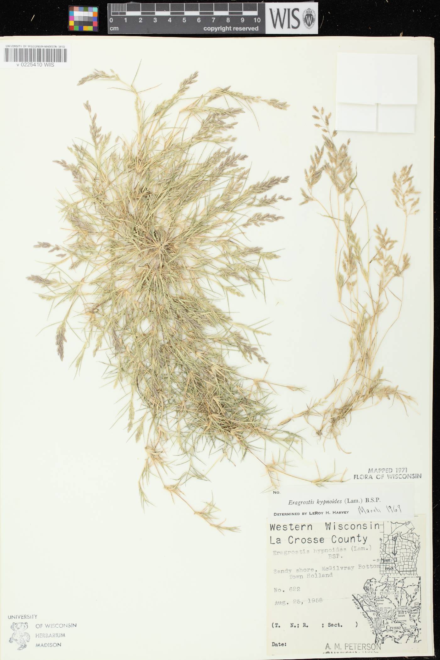 Eragrostis hypnoides image