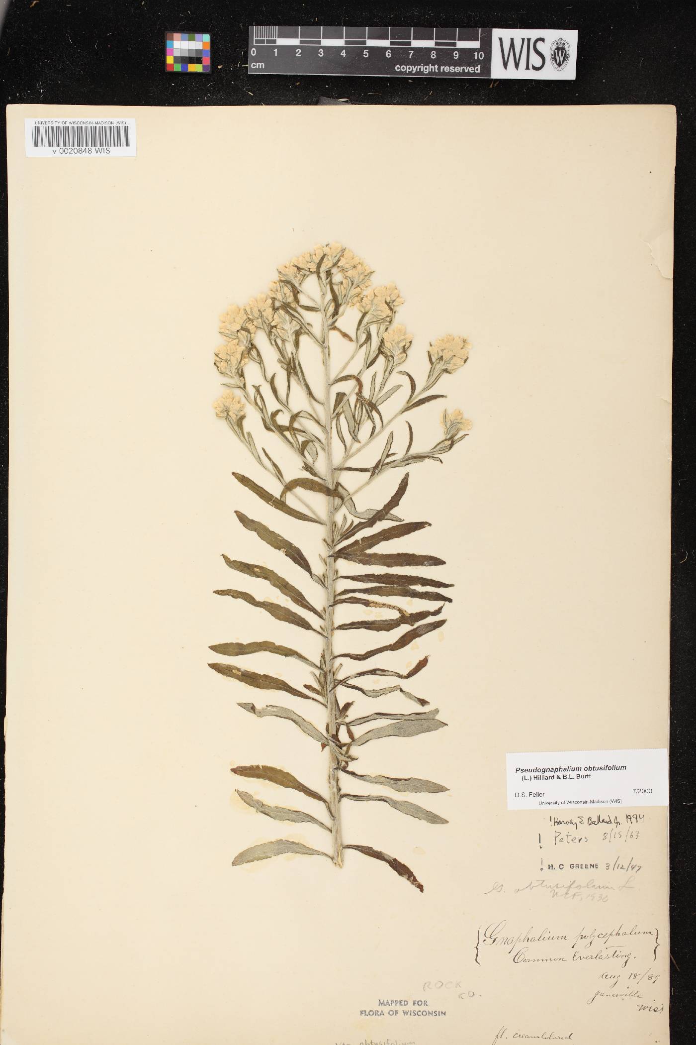 Pseudognaphalium obtusifolium image