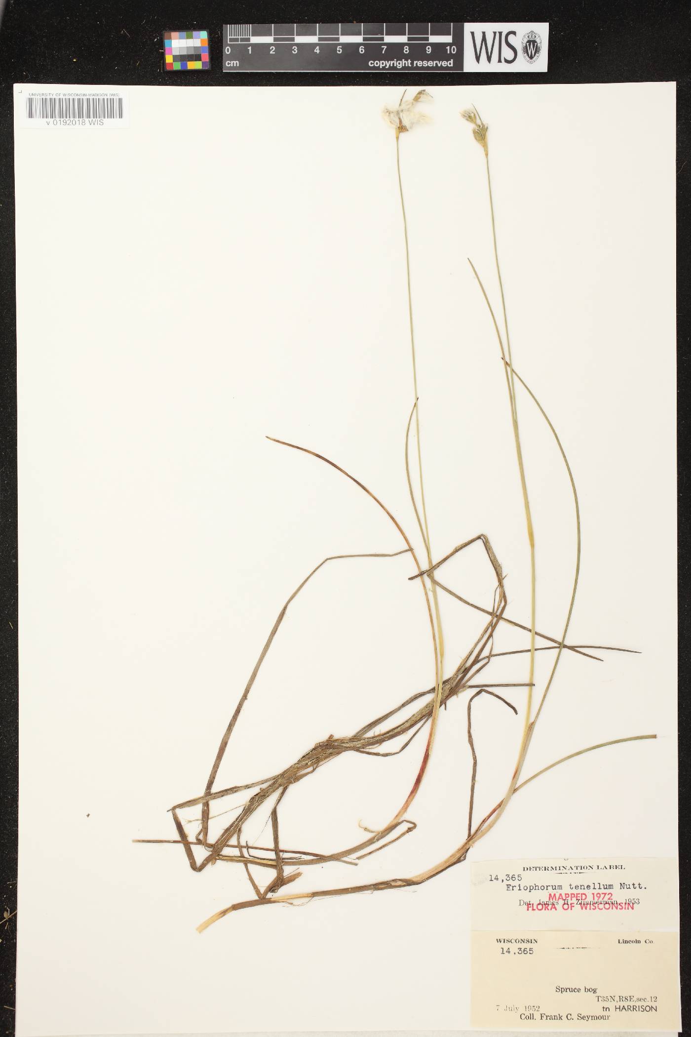 Eriophorum tenellum image