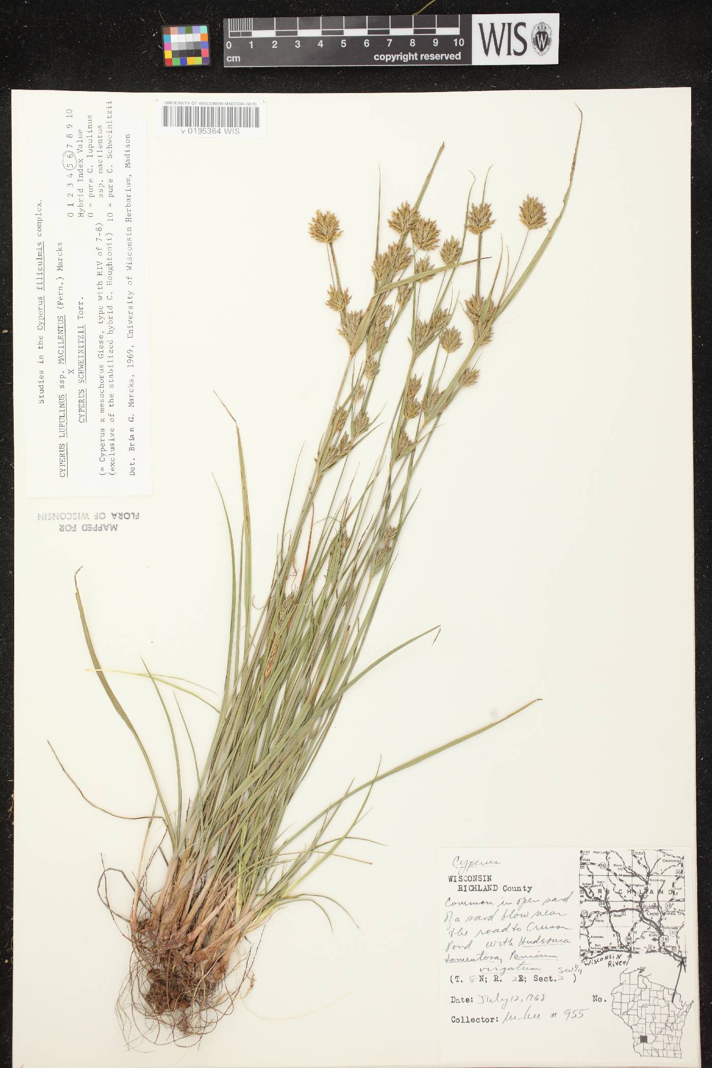 Cyperus lupulinus subsp. macilentus X C. schweinitzii image