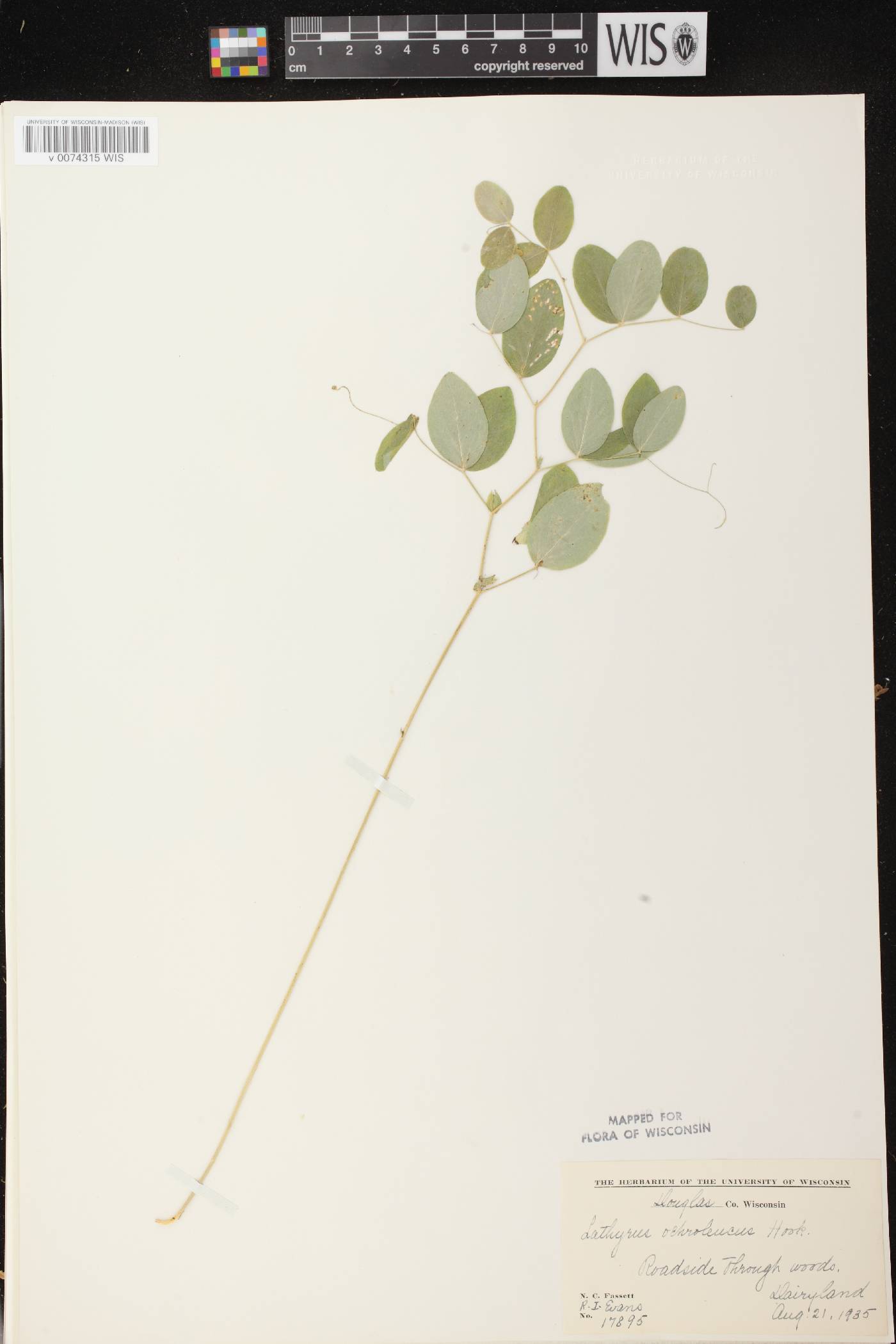 Lathyrus ochroleucus image