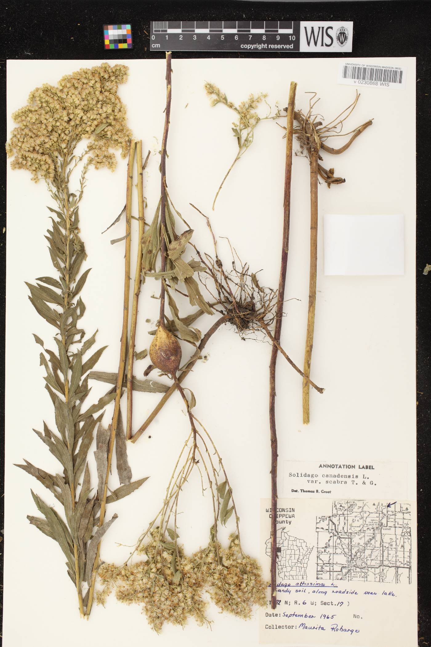 Solidago altissima subsp. altissima image