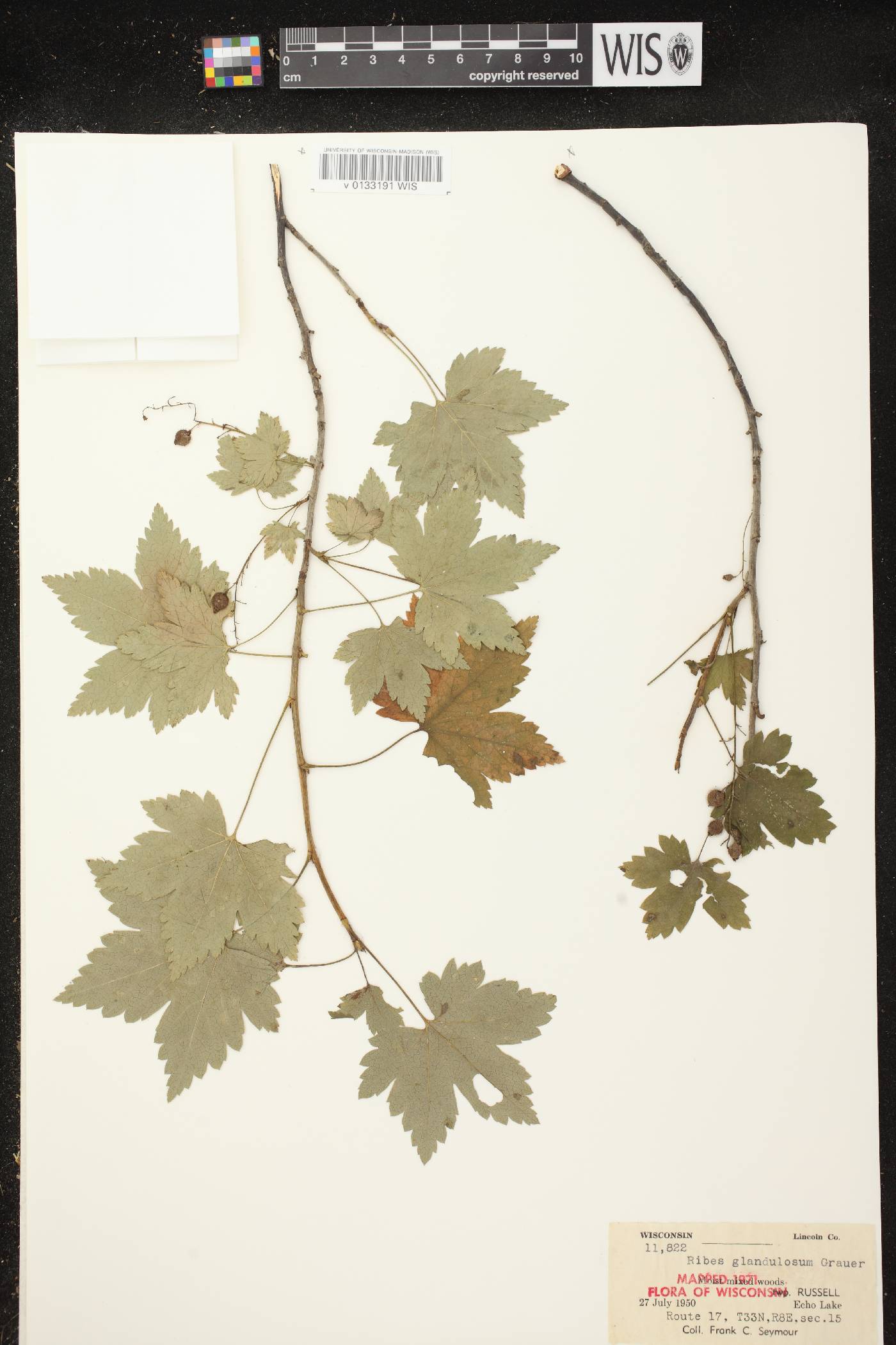 Ribes glandulosum image