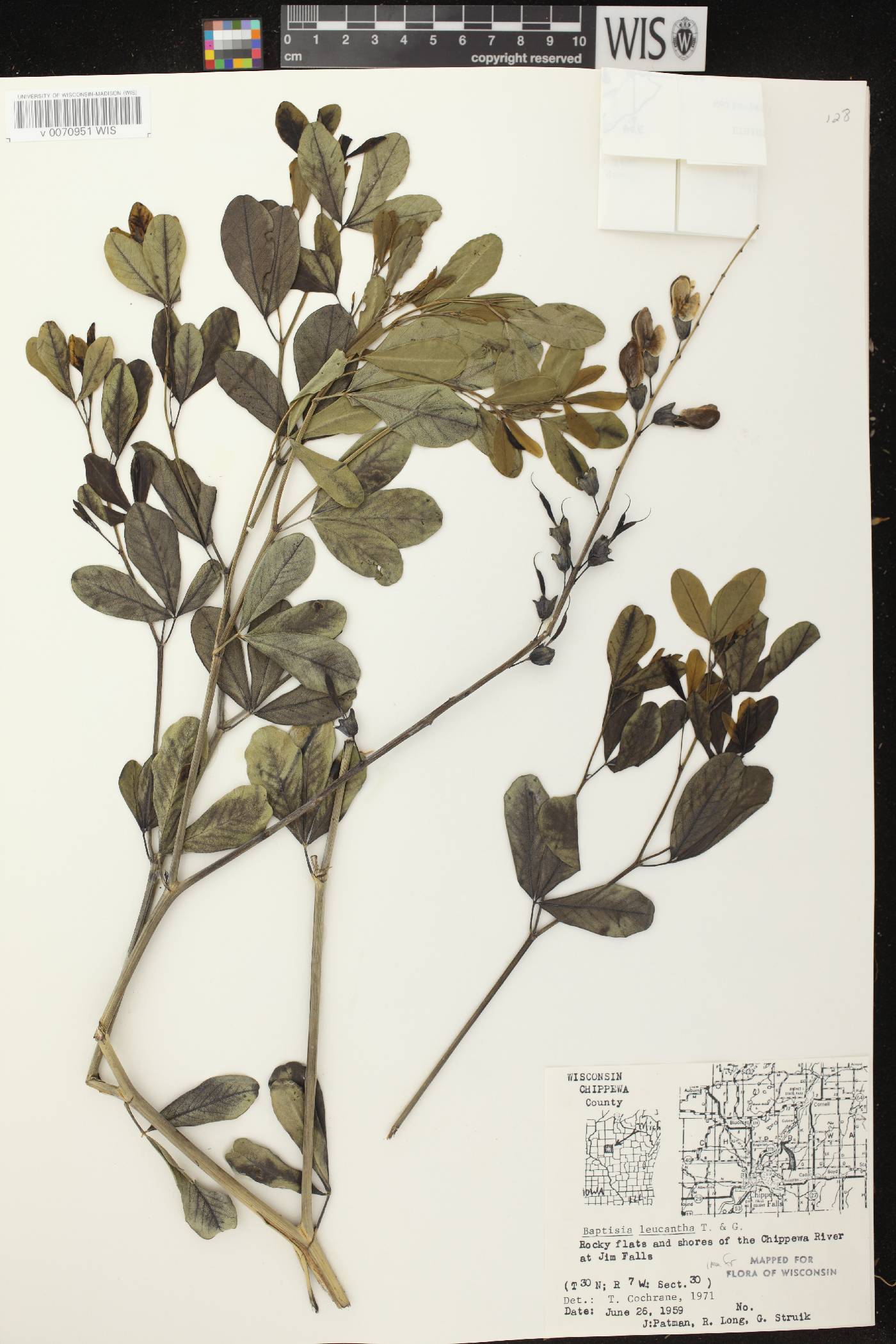 Baptisia lactea image