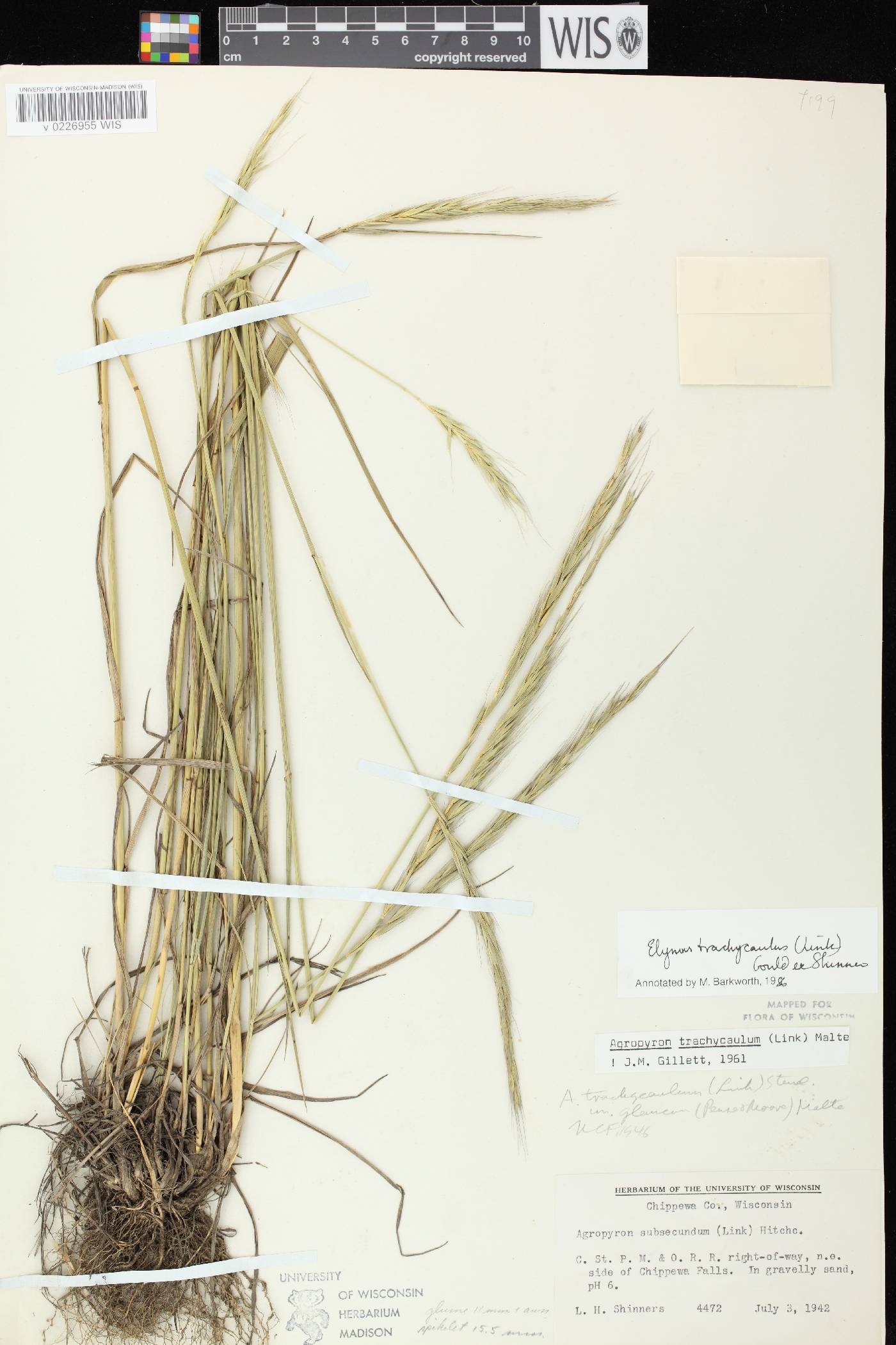 Elymus trachycaulus subsp. subsecundus image