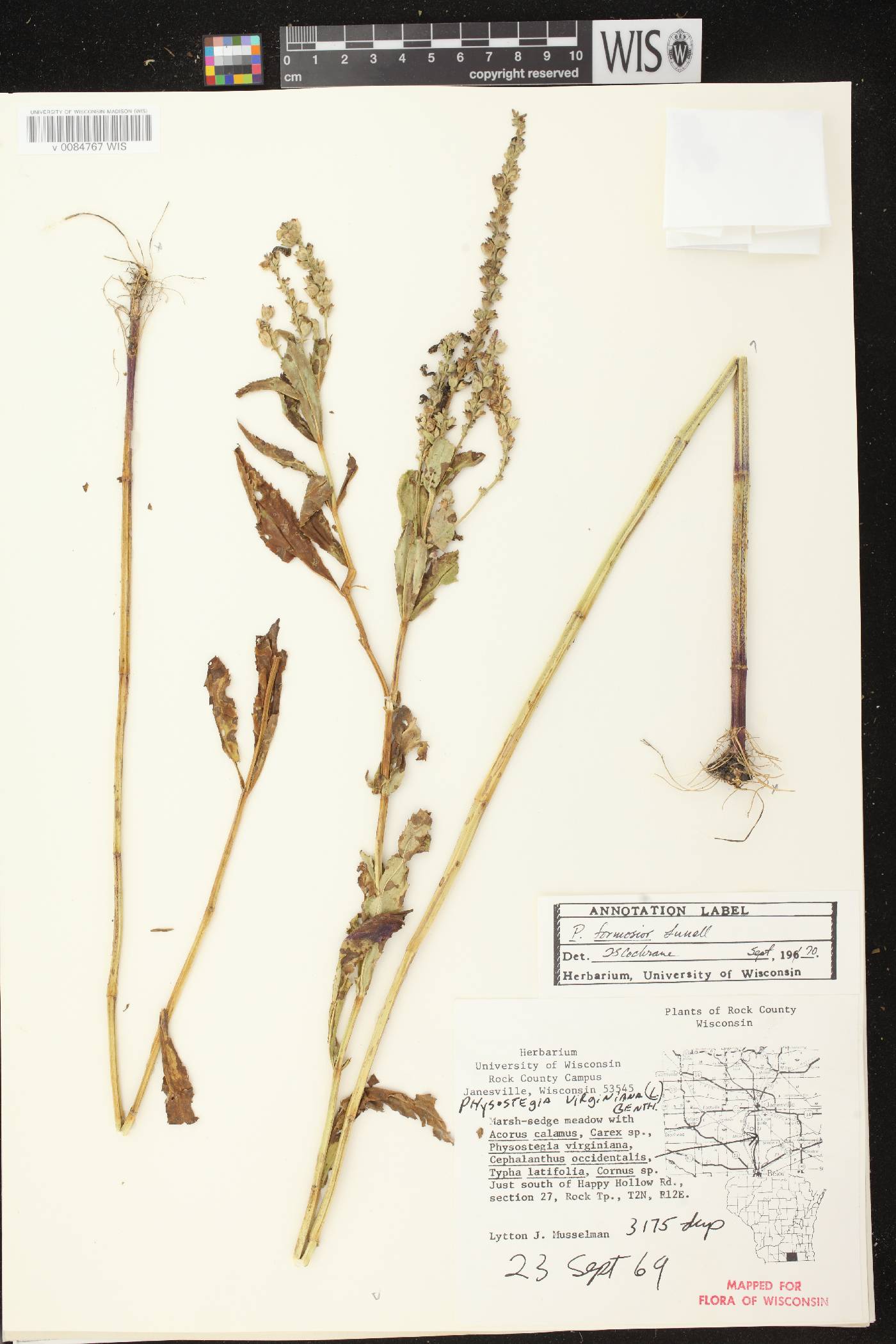 Physostegia virginiana image