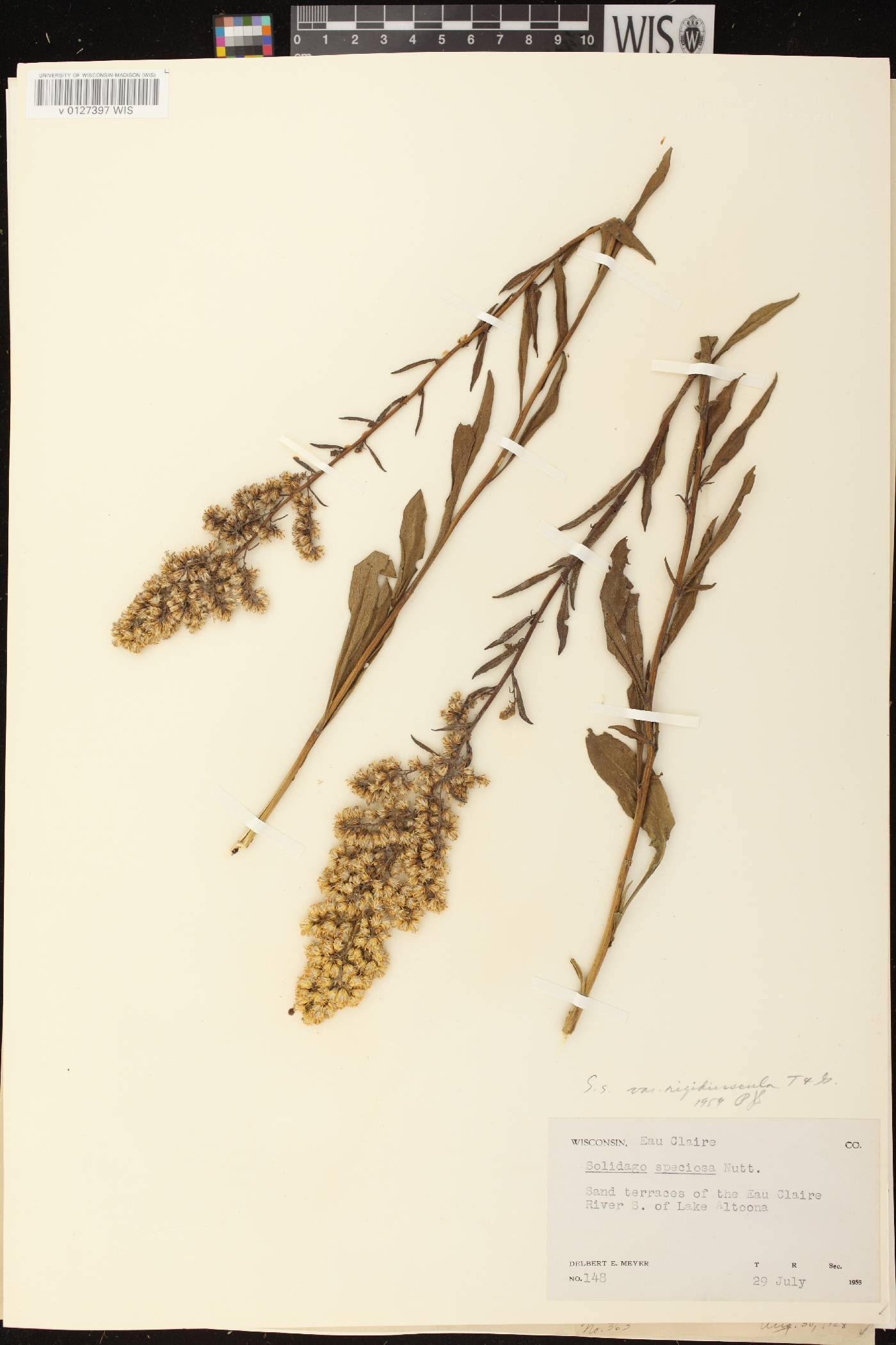 Solidago speciosa subsp. speciosa var. rigidiuscula image