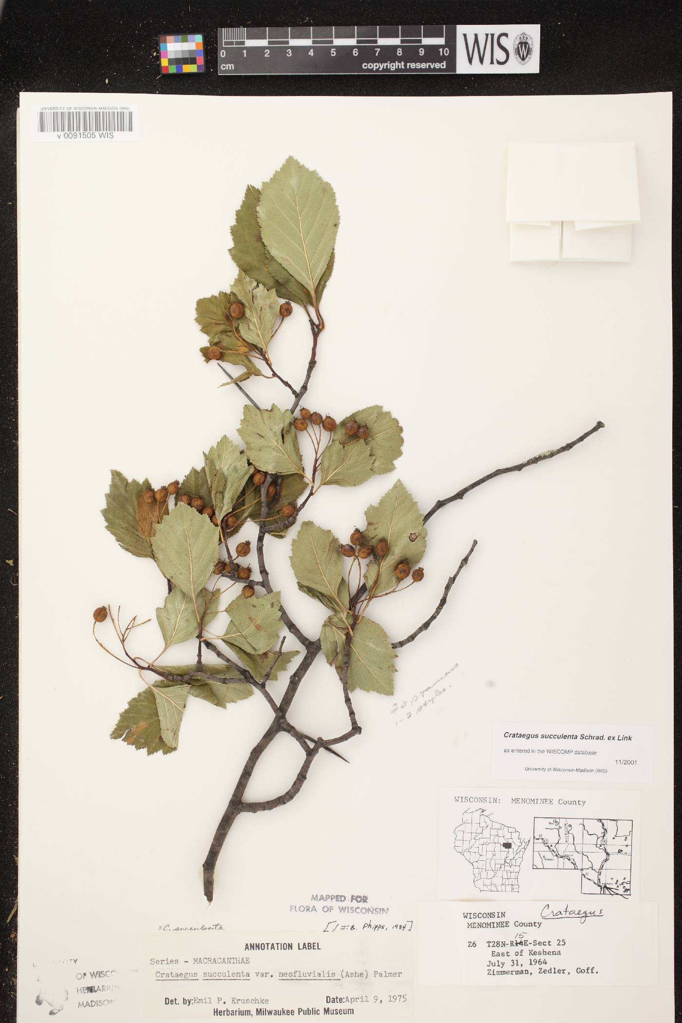 Crataegus succulenta image