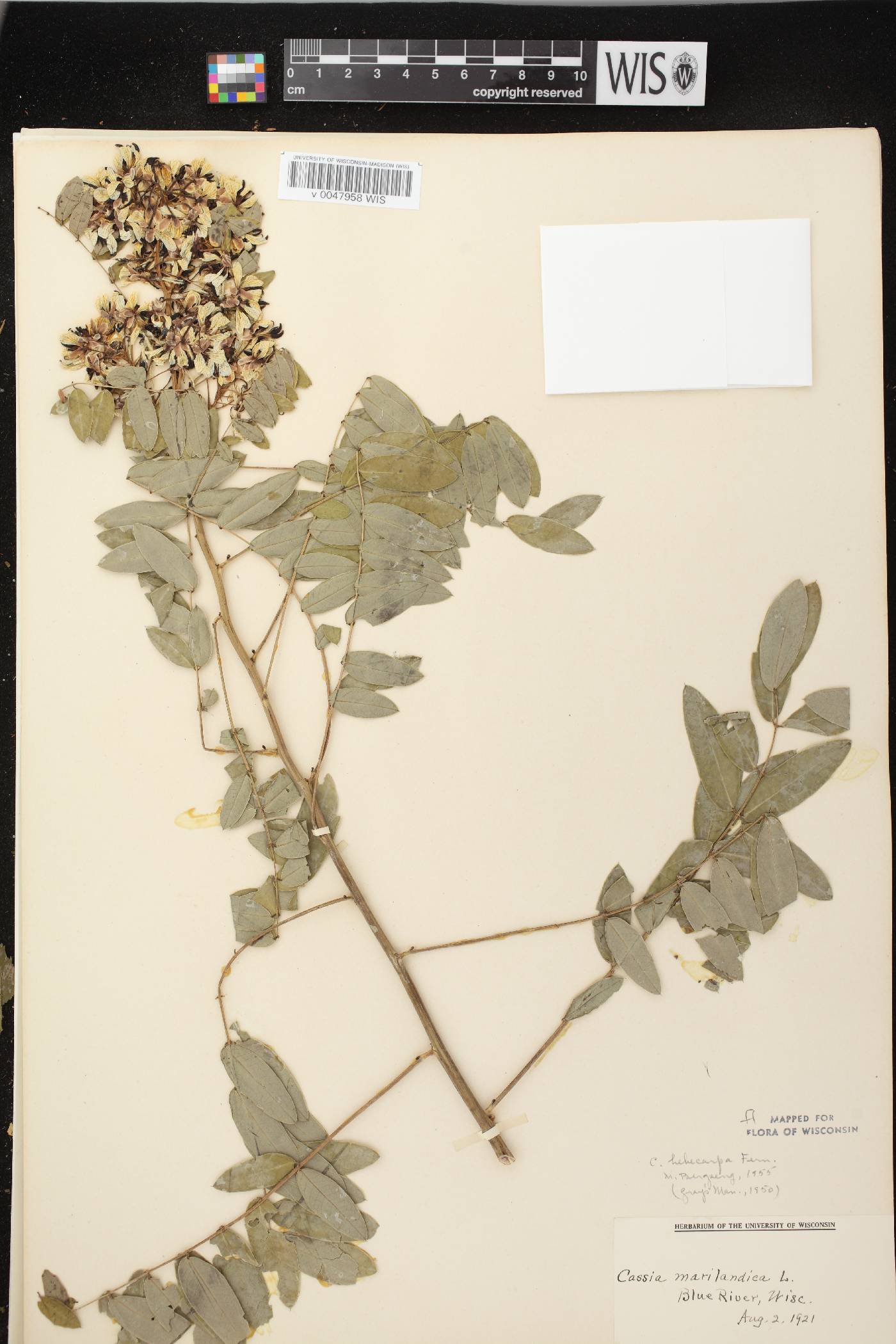 Senna hebecarpa image