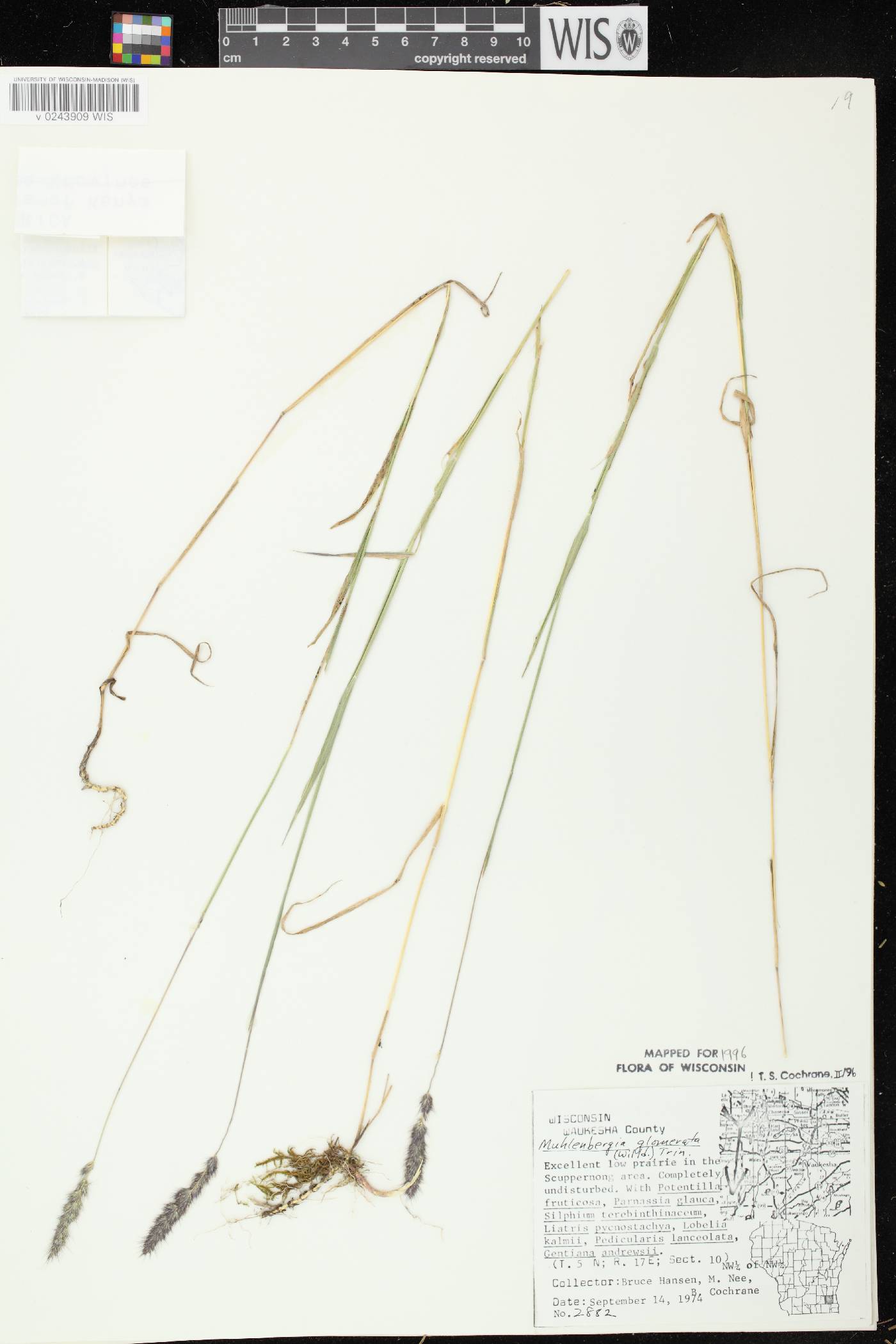 Muhlenbergia glomerata image