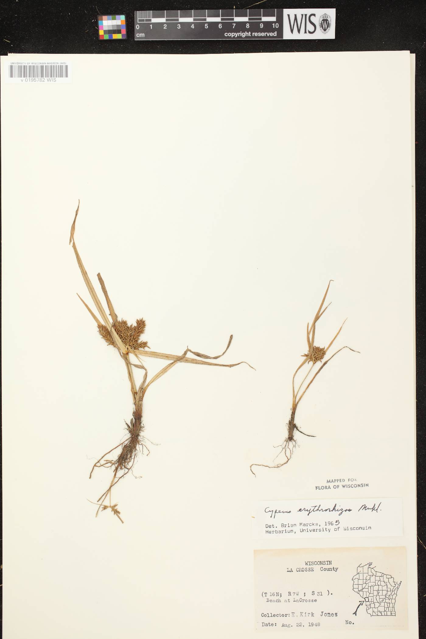 Cyperus erythrorhizos image