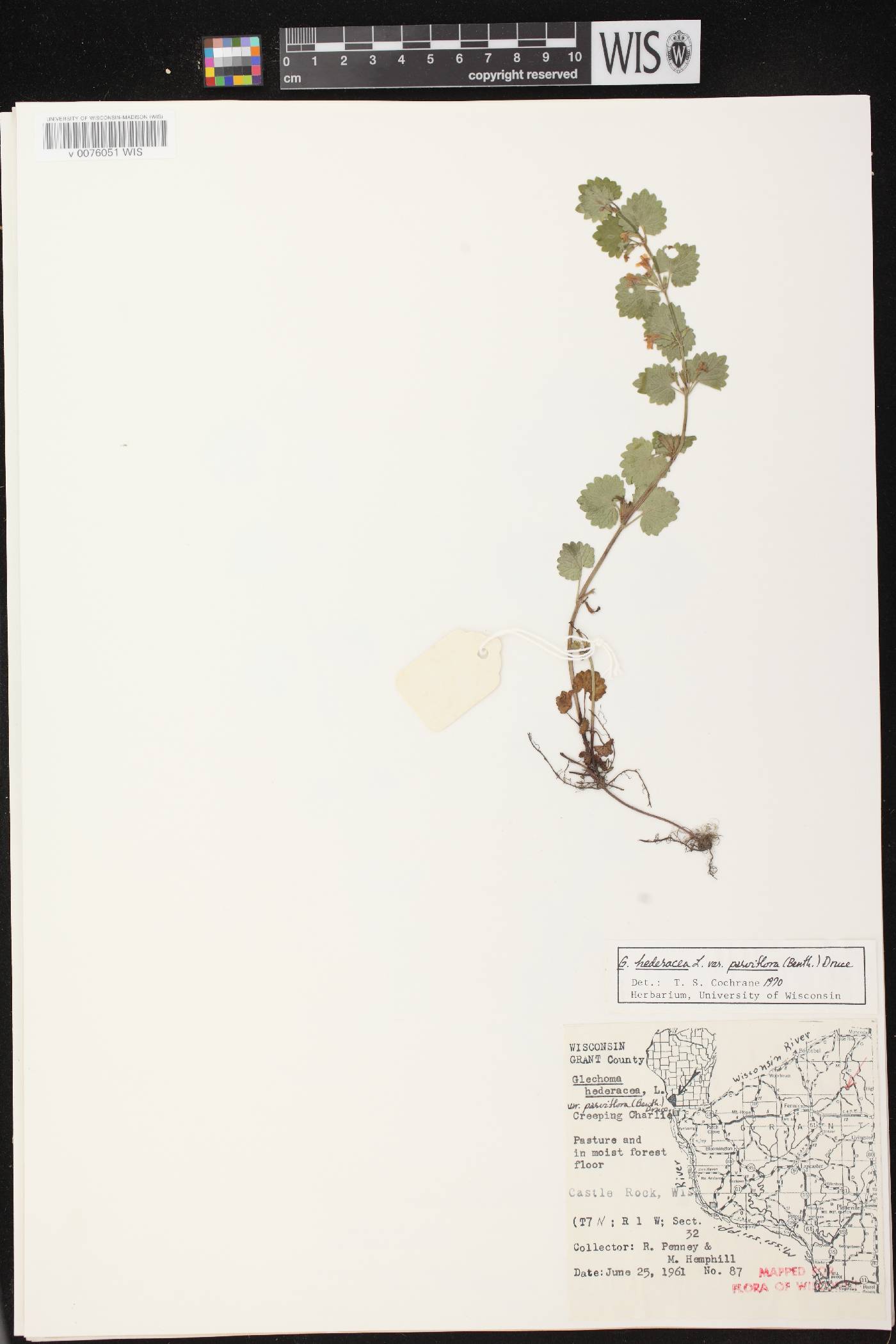 Glechoma hederacea image