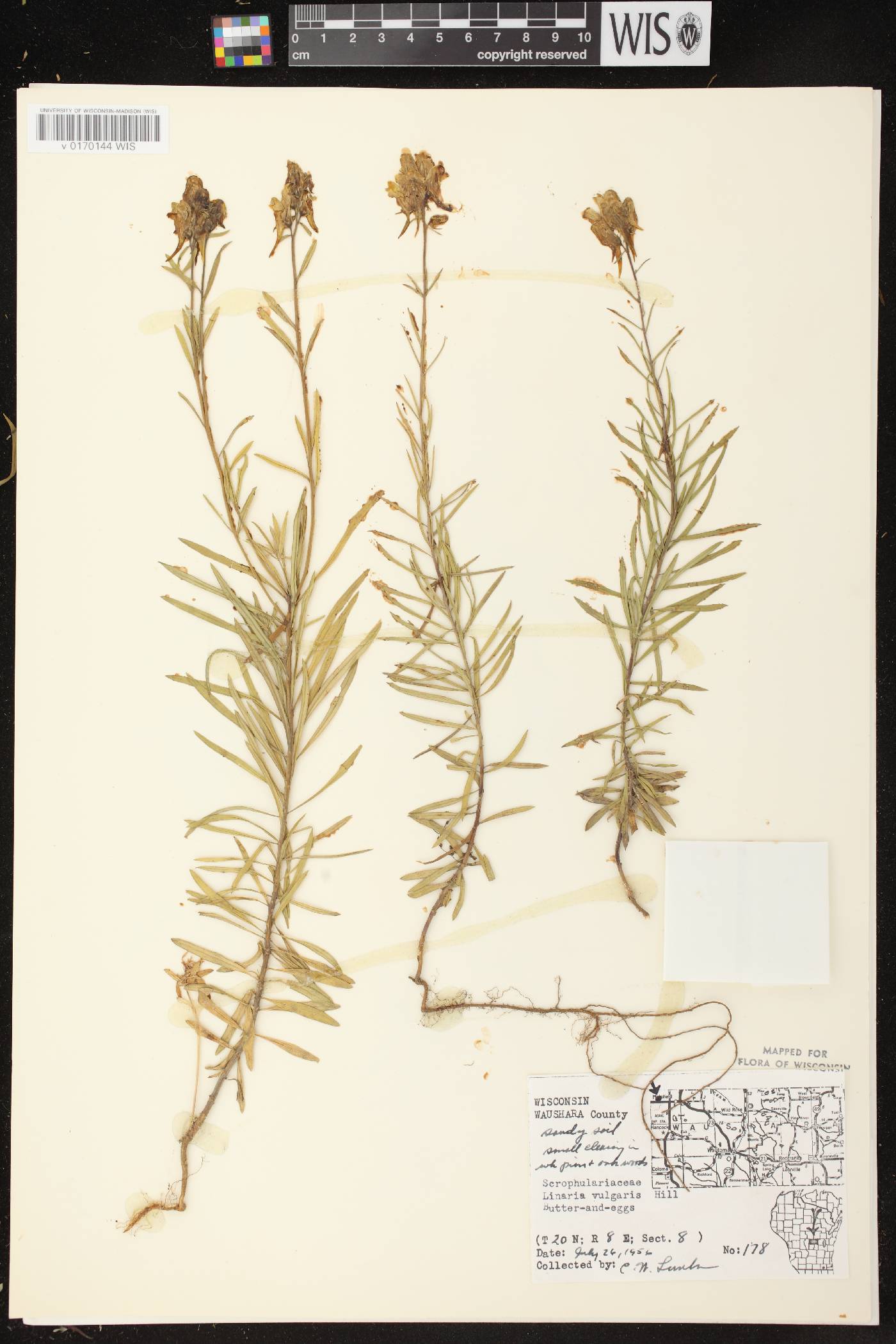 Linaria vulgaris image