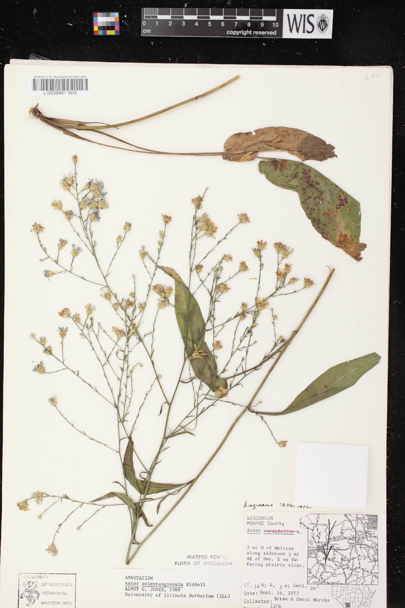 Symphyotrichum oolentangiense image
