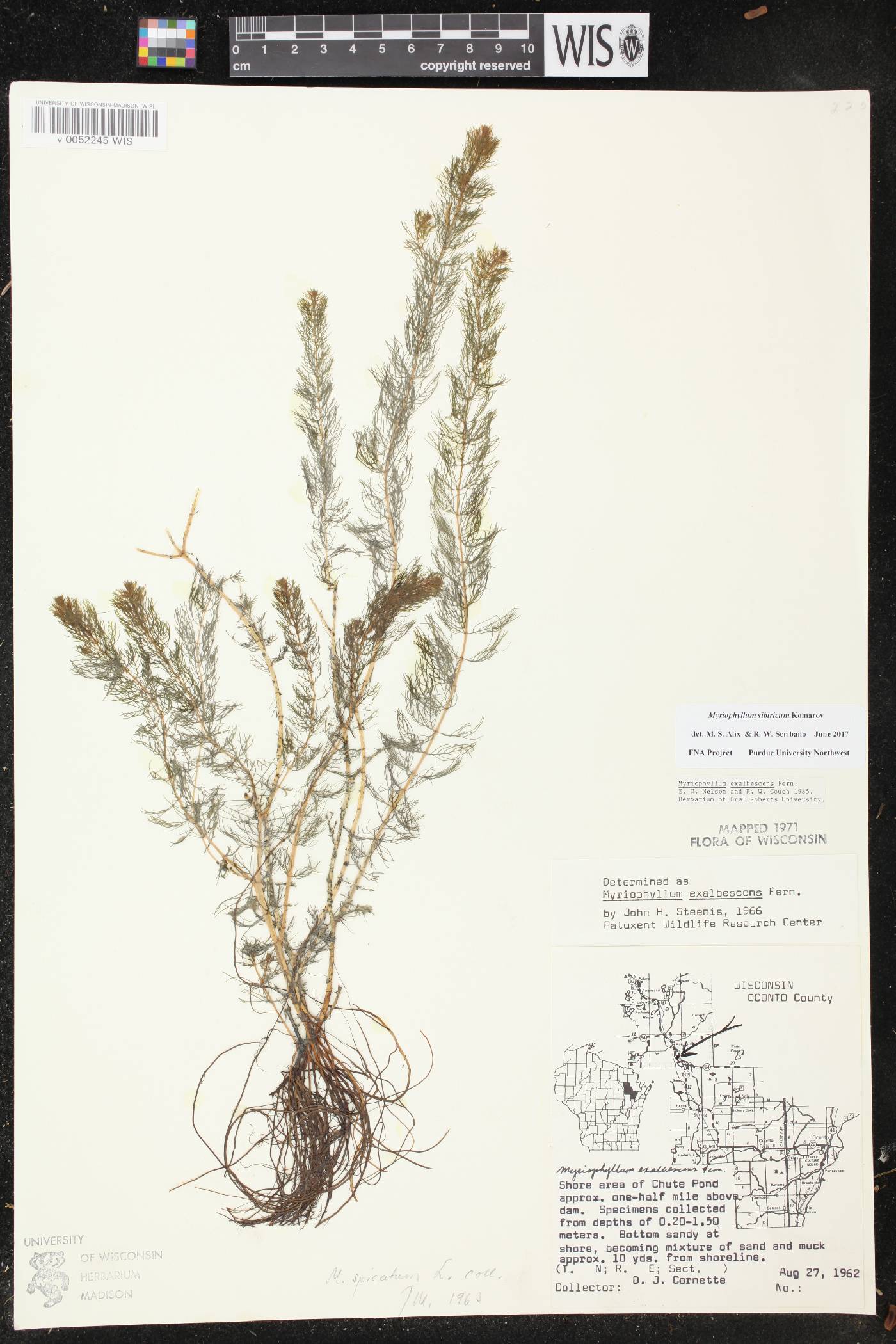 Myriophyllum sibiricum image