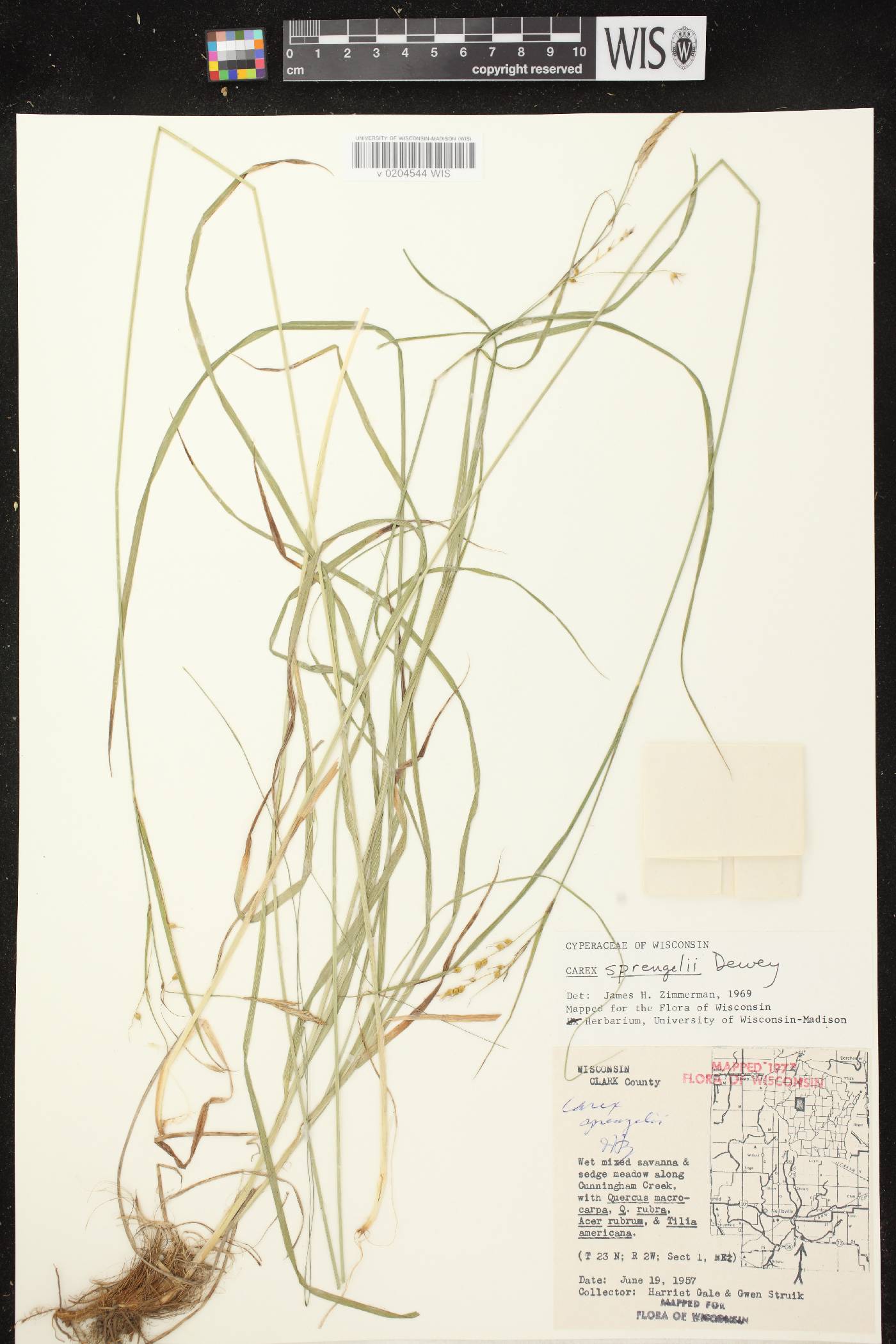 Carex sprengelii image