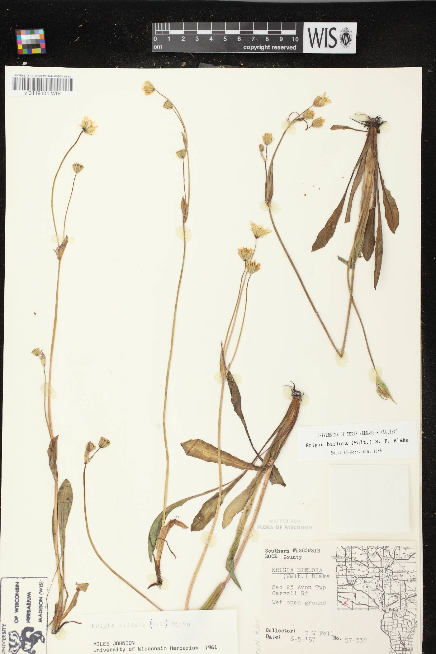 Krigia biflora subsp. biflora image