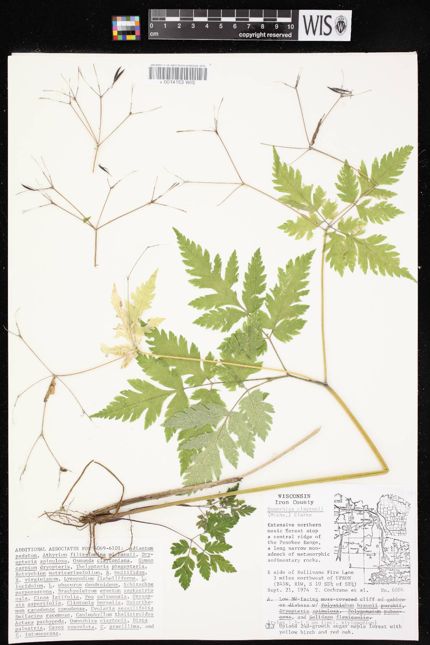 Osmorhiza claytonii image