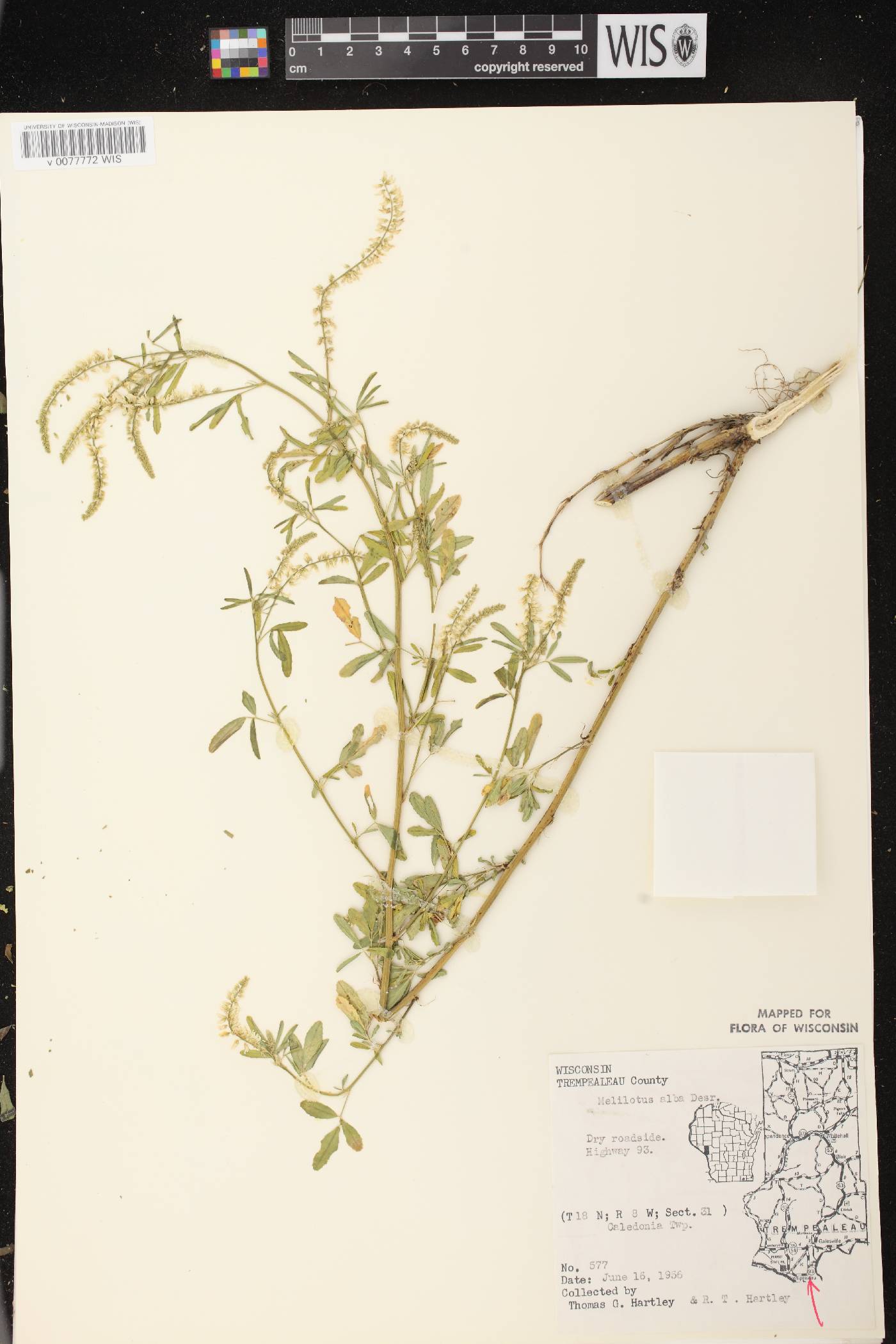Melilotus albus image