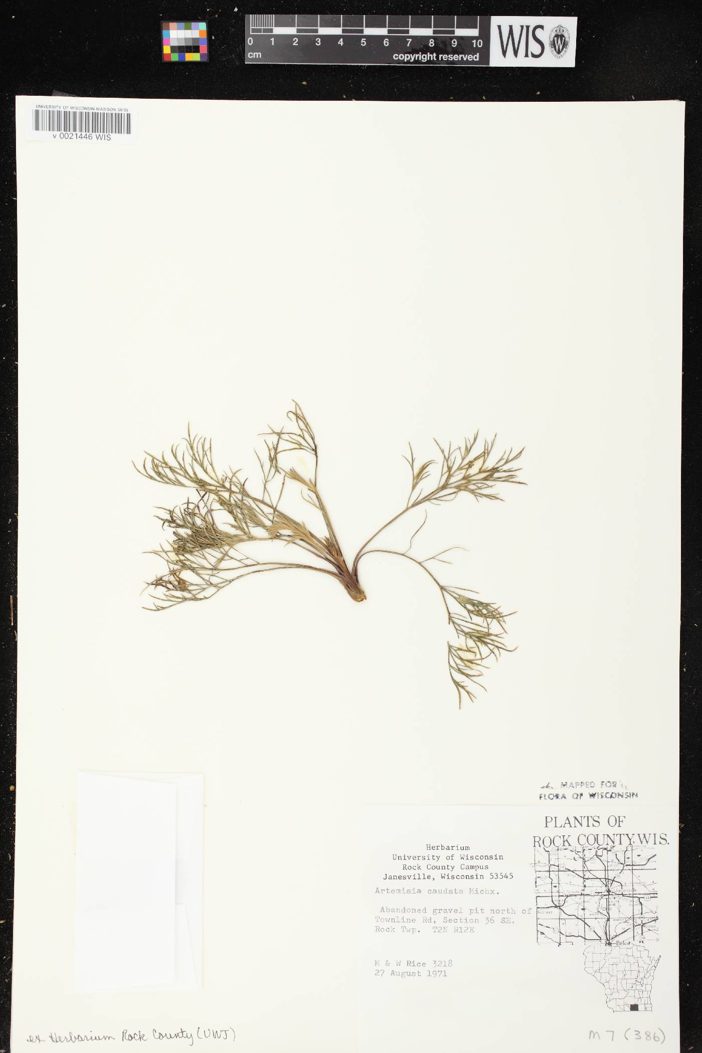 Artemisia campestris image