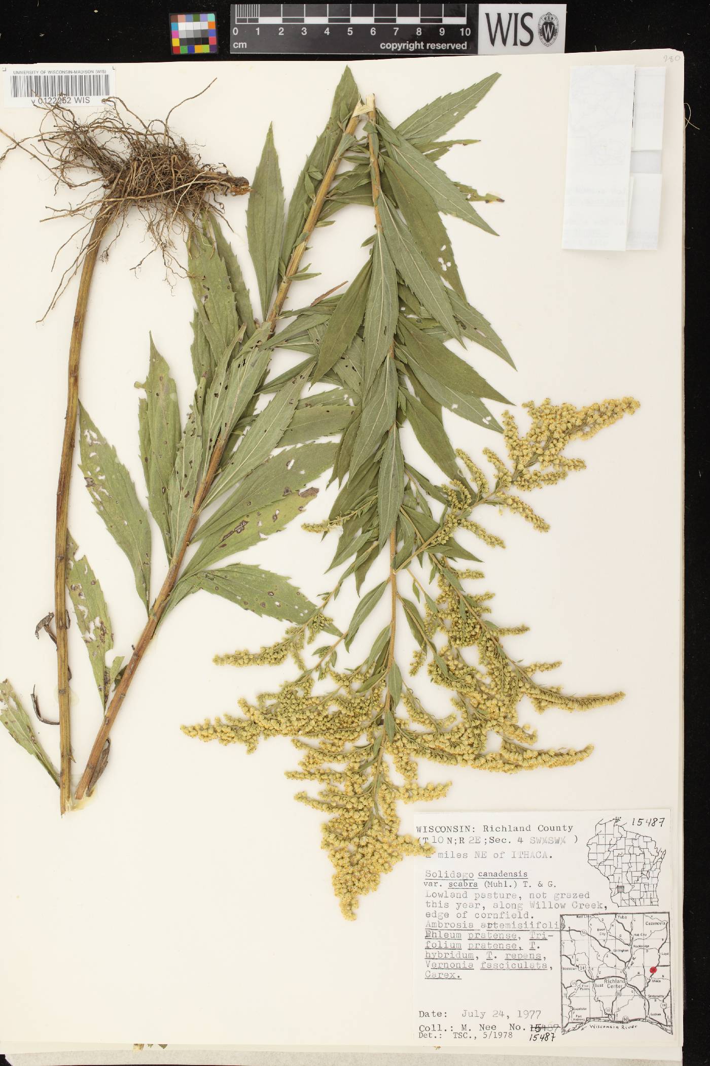 Solidago altissima subsp. altissima image
