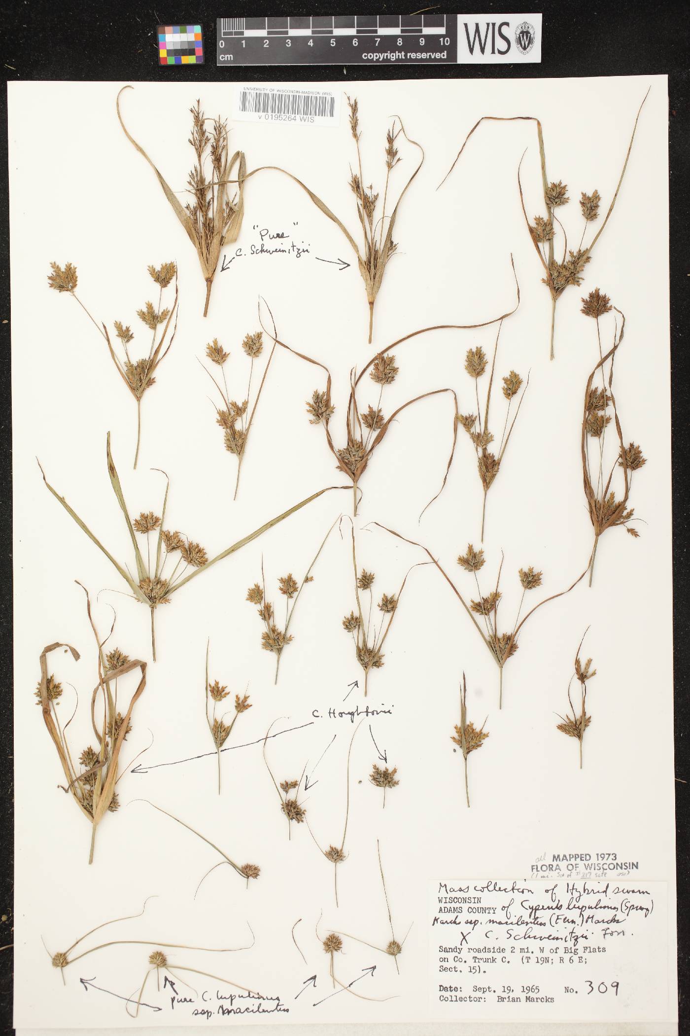 Cyperus lupulinus subsp. macilentus X C. schweinitzii image