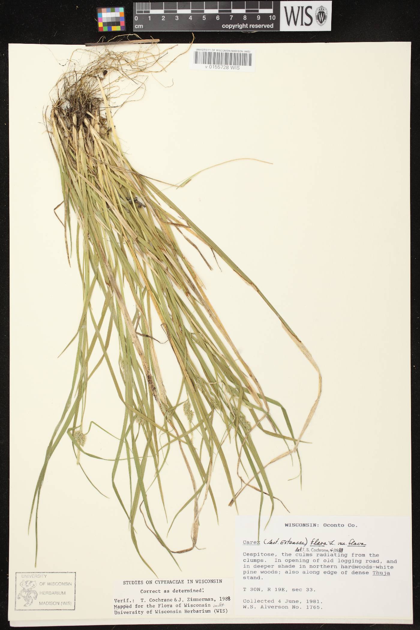 Carex flava image