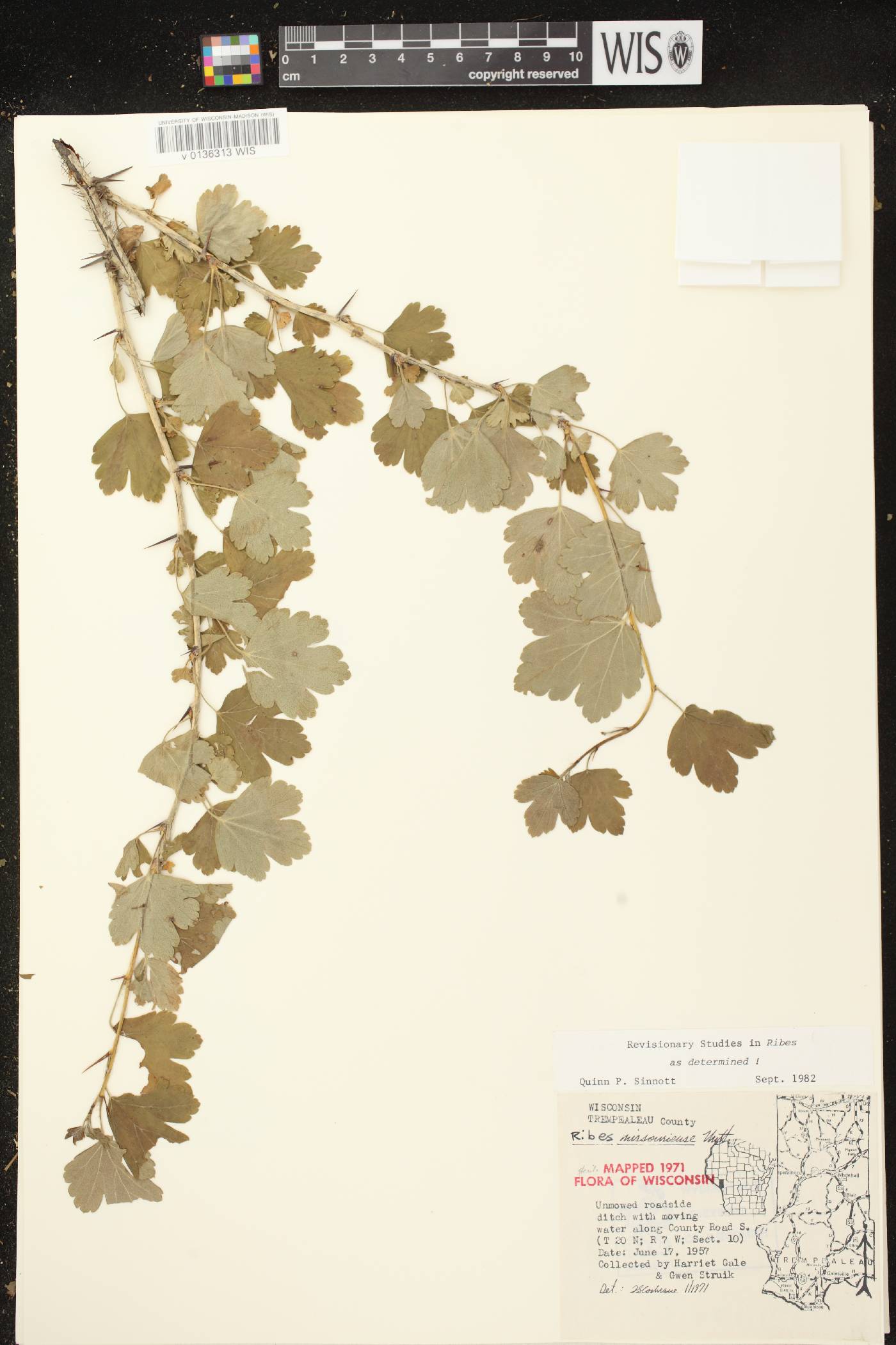Ribes missouriense image