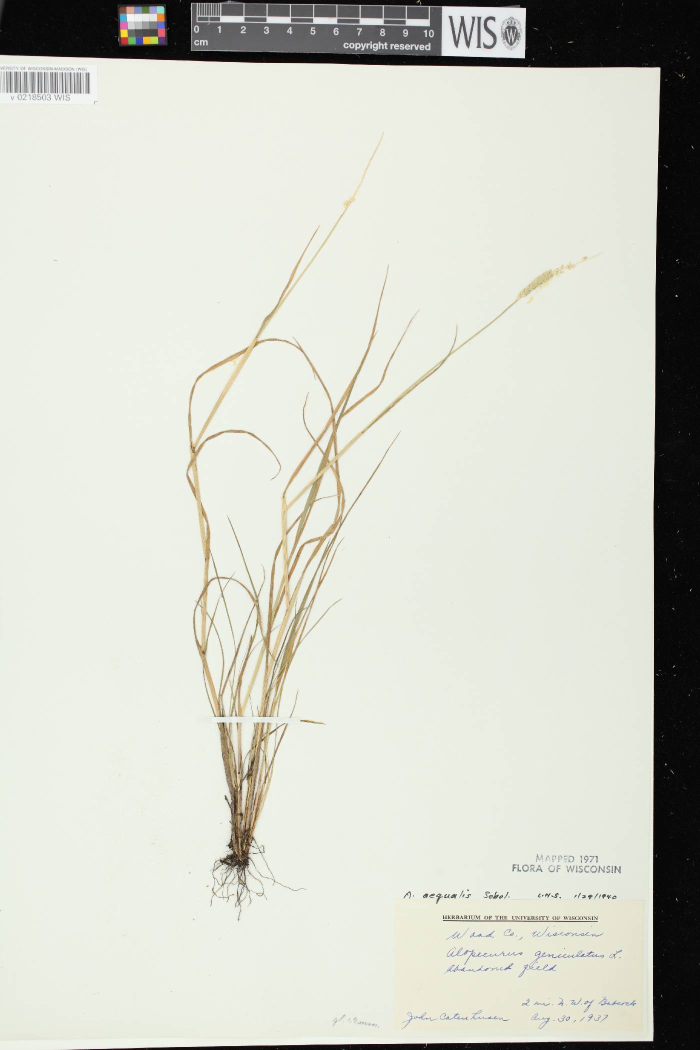 Alopecurus aequalis image