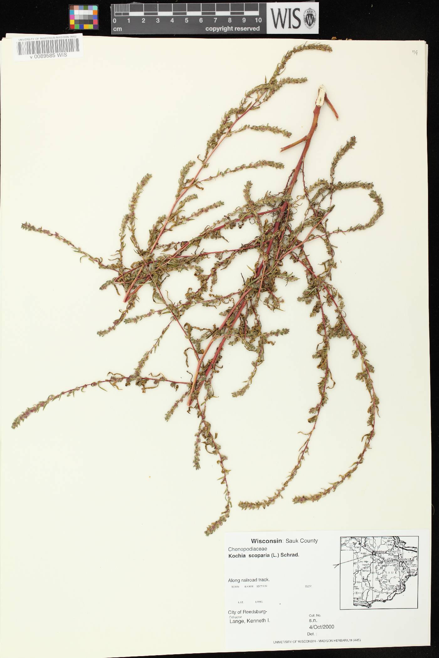 Bassia scoparia image