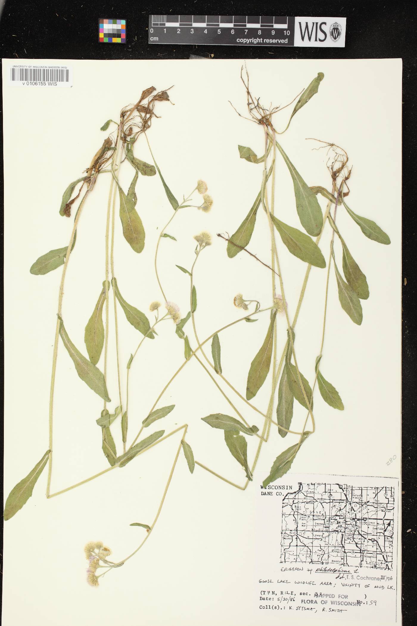 Erigeron philadelphicus image