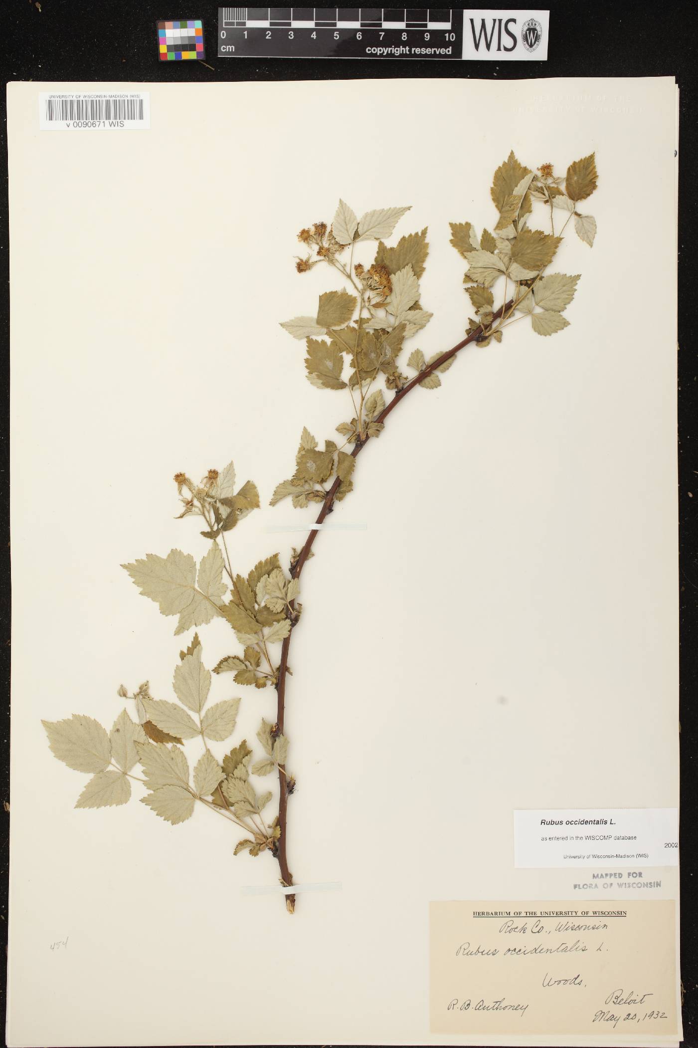 Rubus occidentalis image
