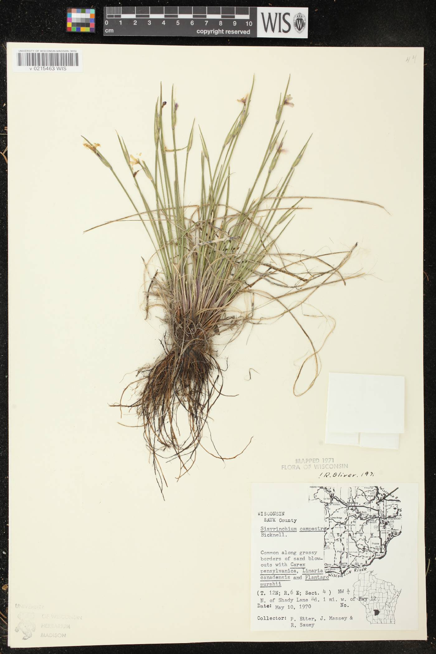 Sisyrinchium campestre image