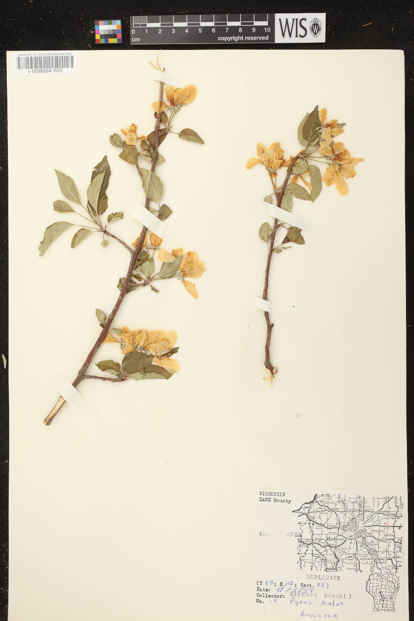 Malus pumila image