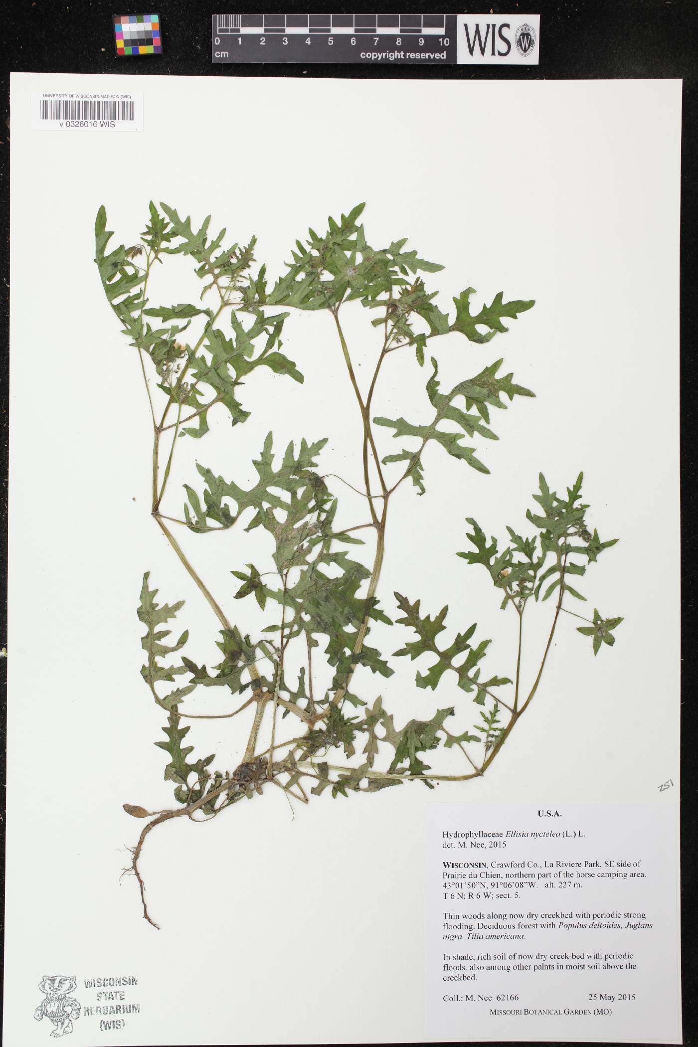 Ellisia nyctelea image