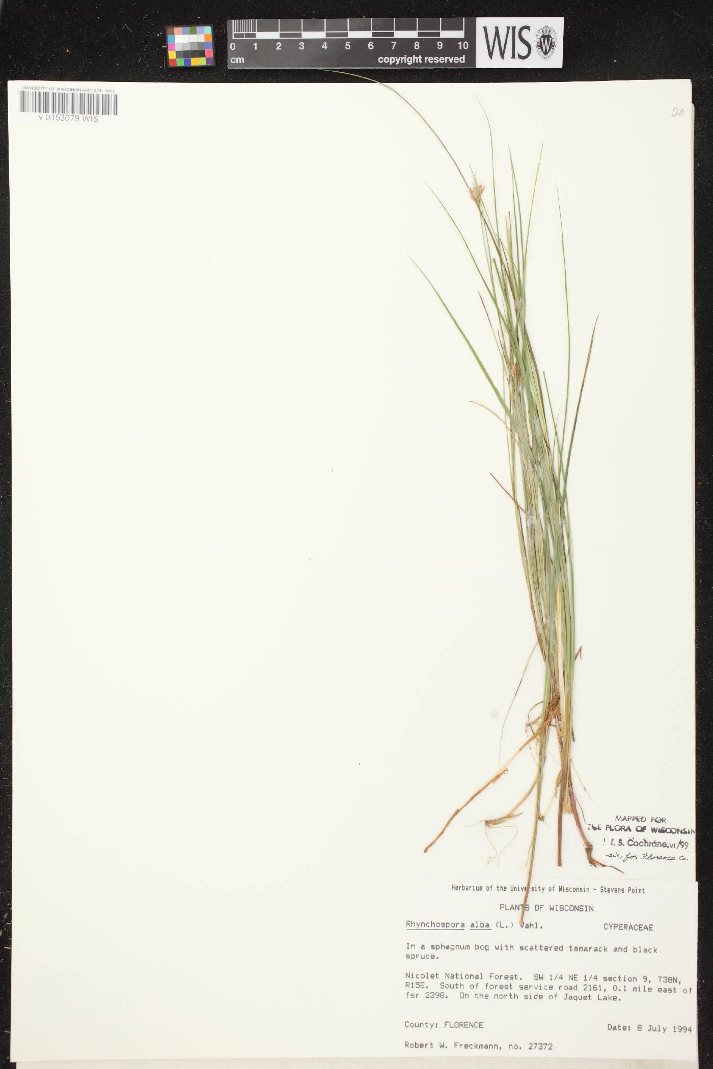 Rhynchospora alba image