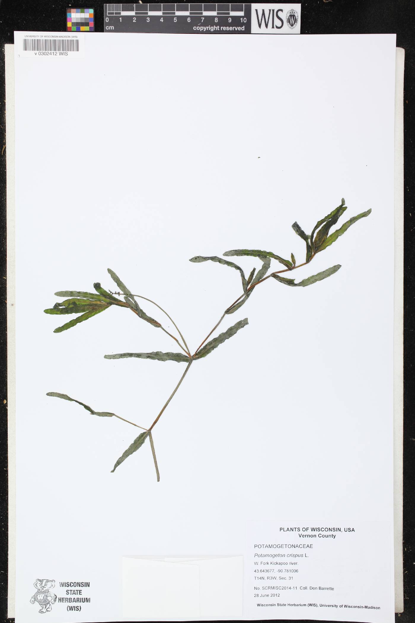 Potamogeton crispus image