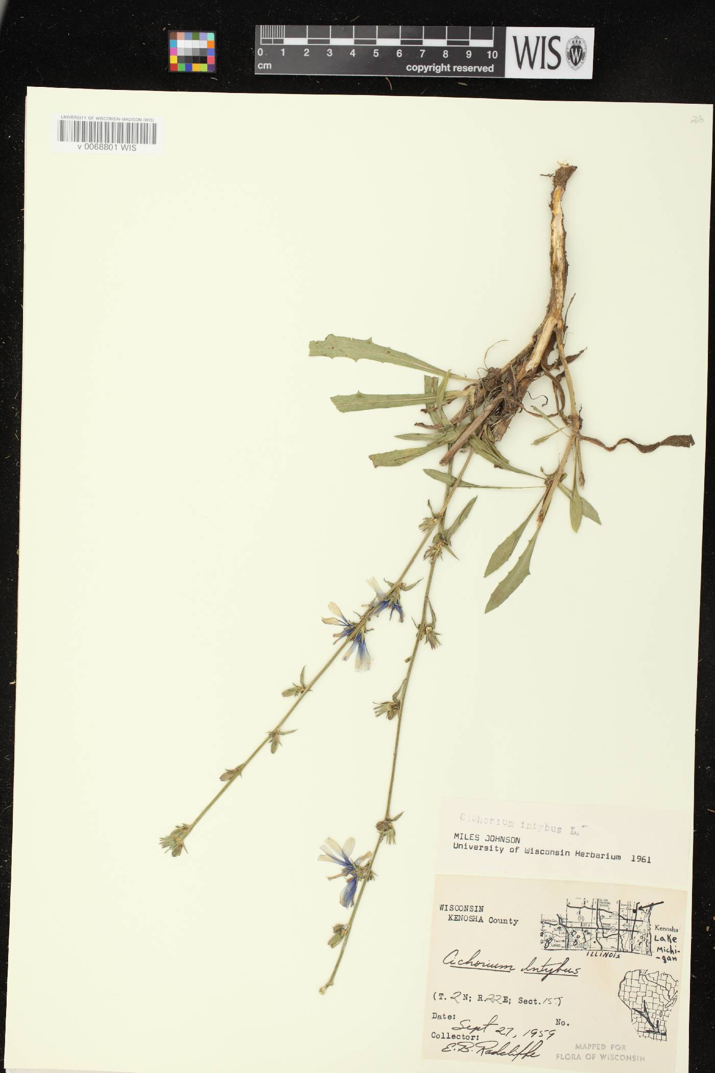 Cichorium intybus image